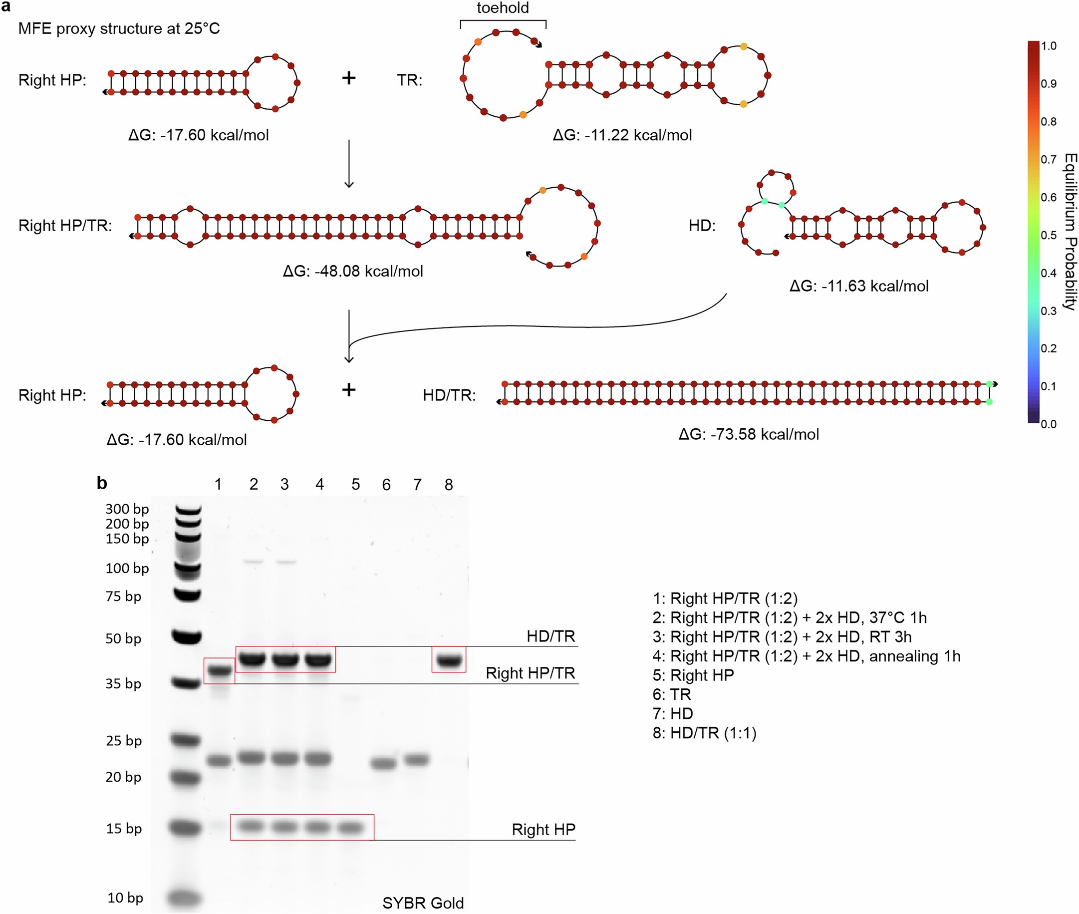 Extended Data Fig. 8: Design and validation of the right DNA spring.