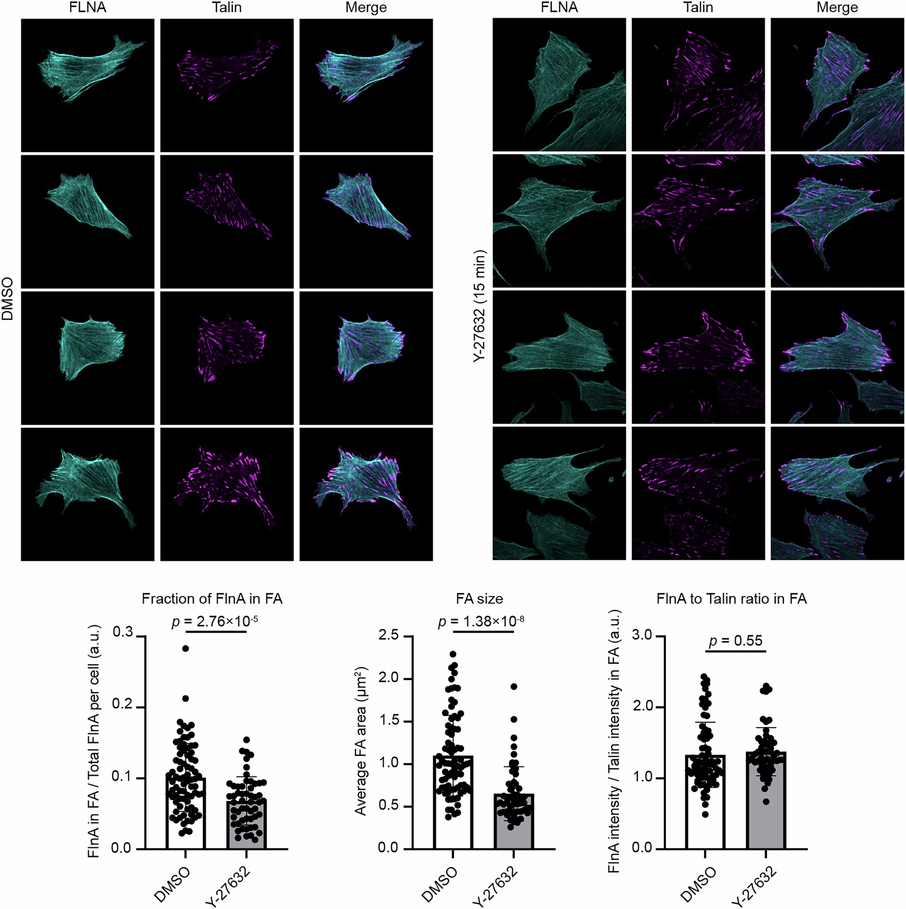 Extended Data Fig. 10: Effect of Y27632 on intracellular filamin A-talin colocalization.