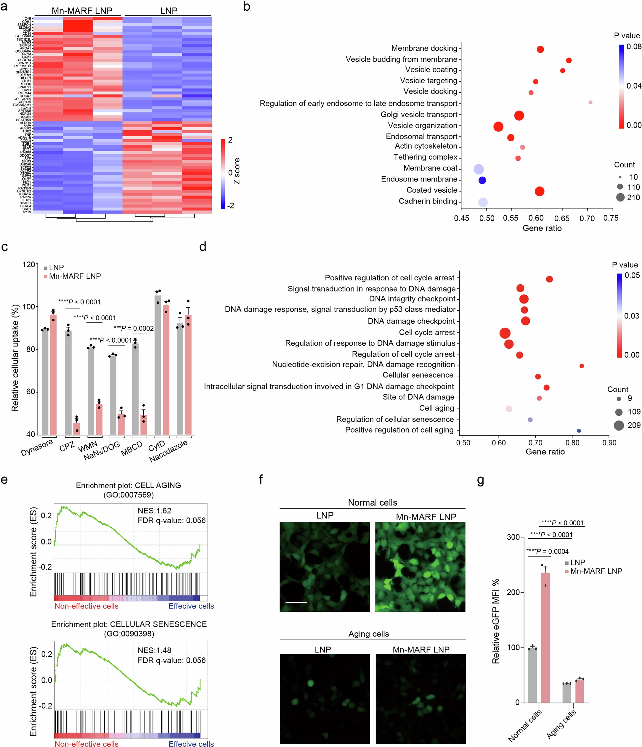 Extended Data Fig. 1: Cell aging impacts endocytosis of MARF LNP.