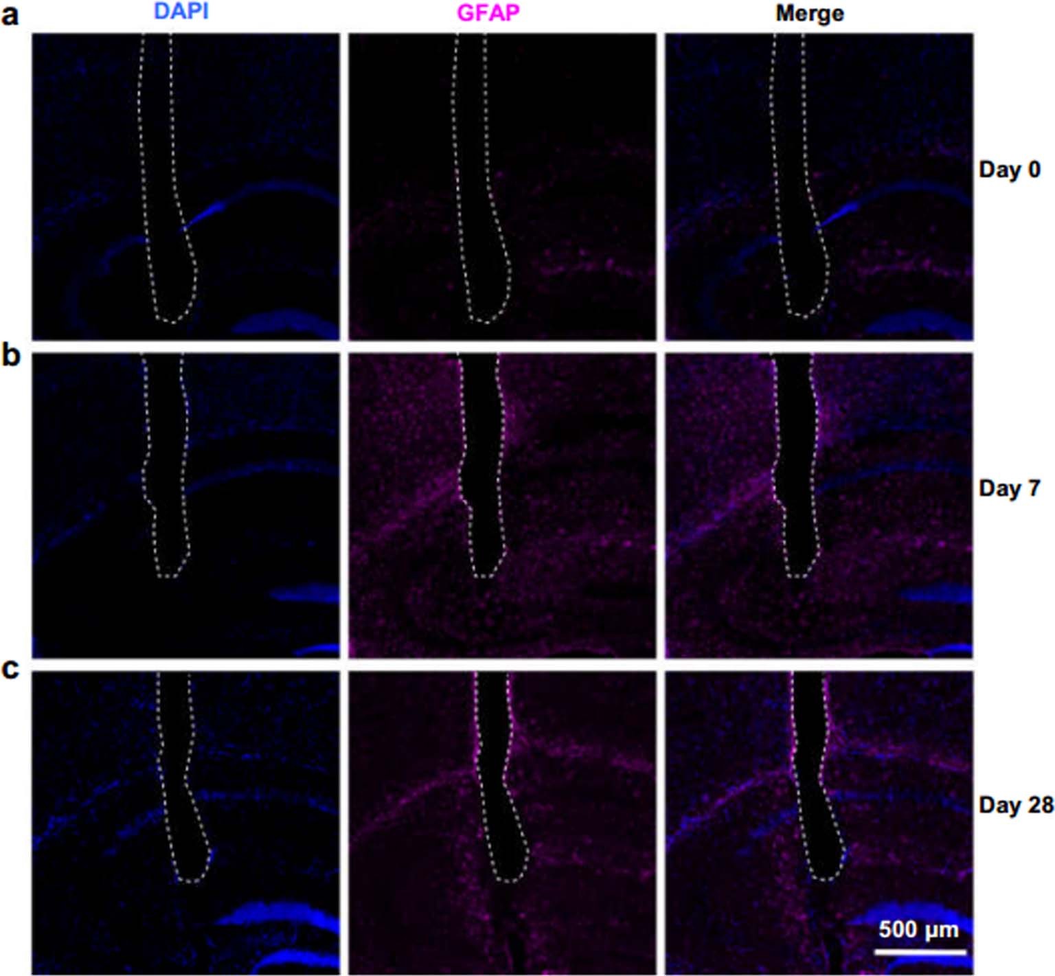 Extended Data Fig. 8: Representative confocal fluorescence images.