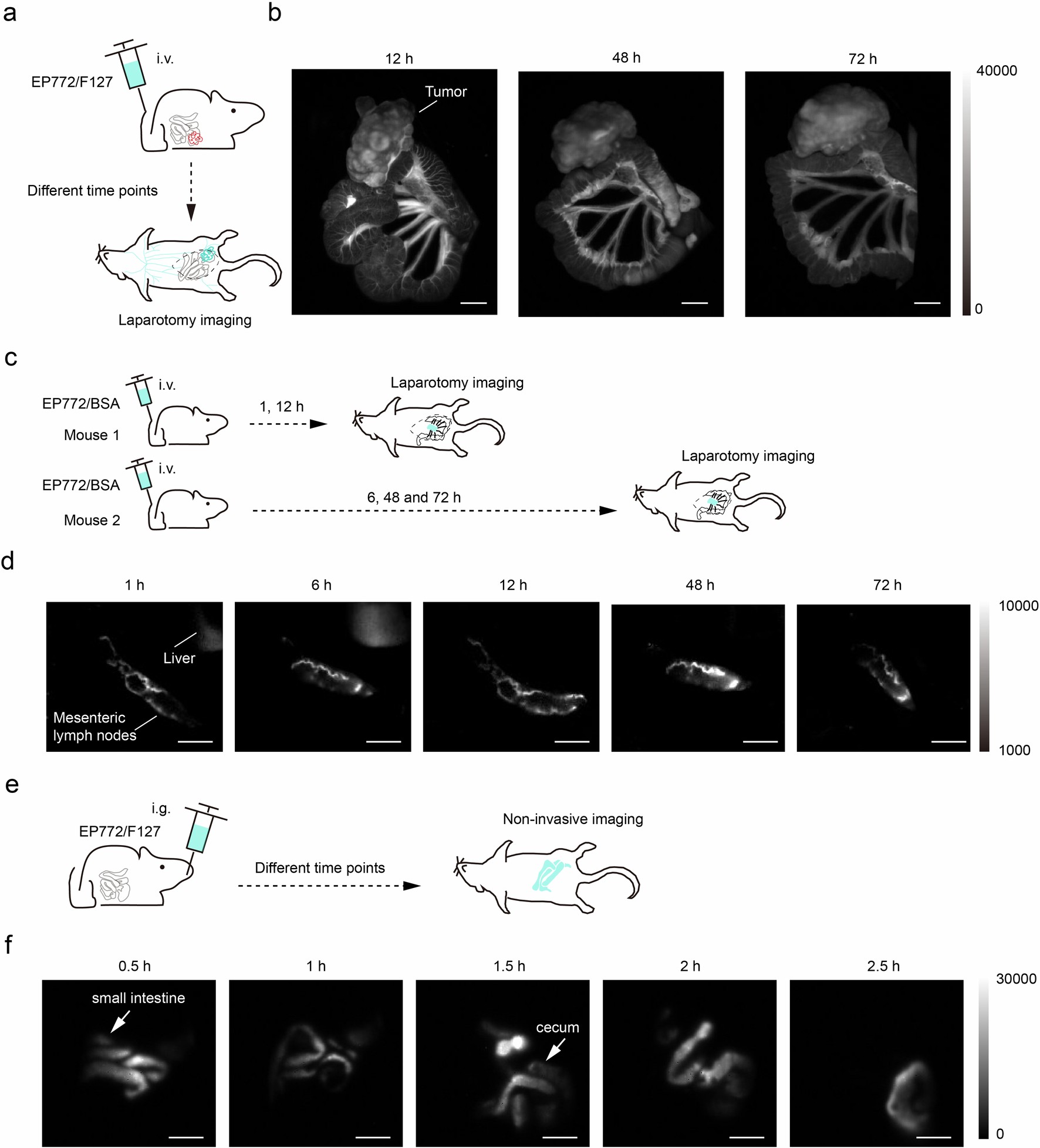 Extended Data Fig. 3: Biodistribution study of EP fluorophores with different formulations and delivery routes.