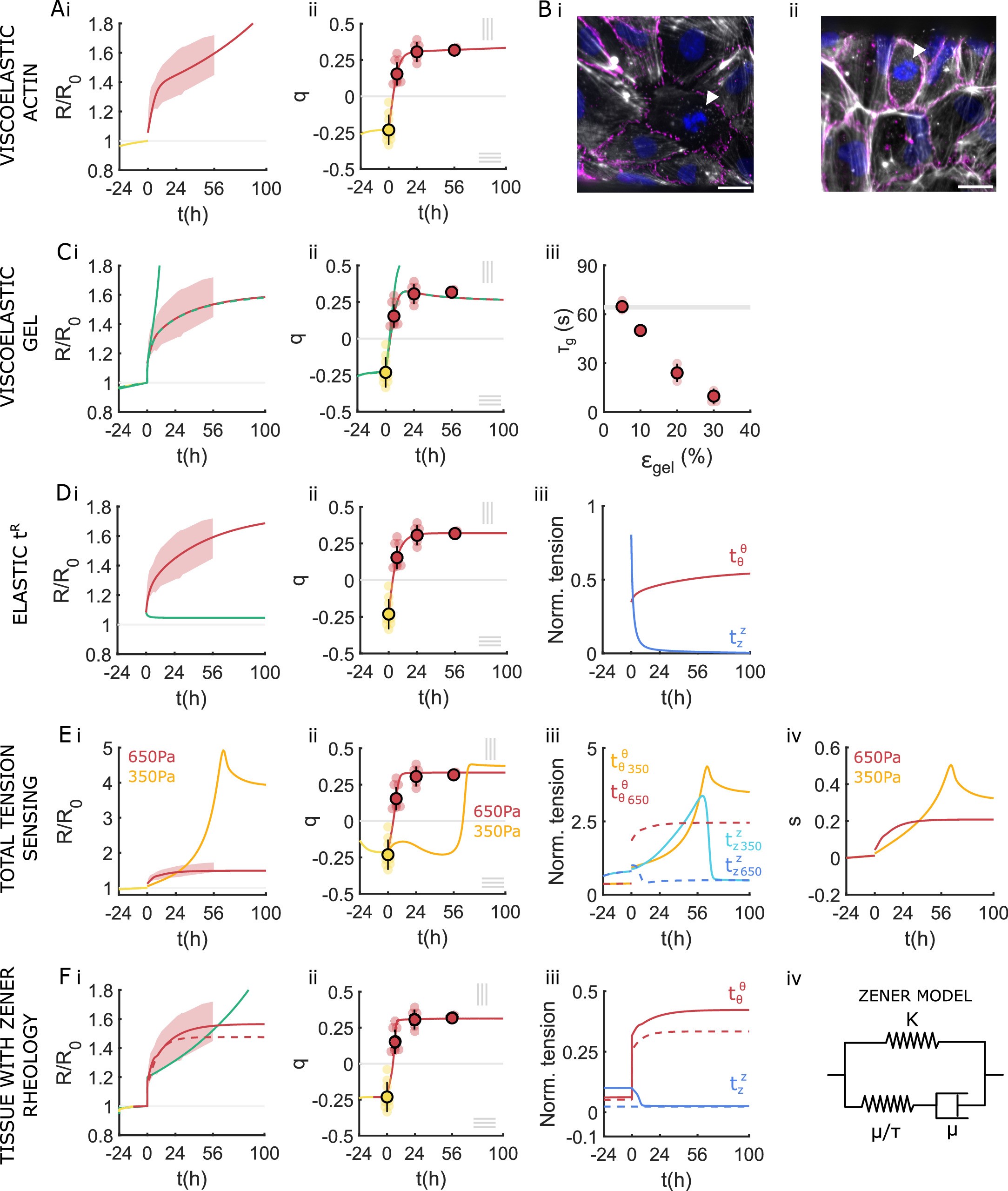 Extended Data Fig. 5: Exploring alternative models of endothelial tube mechanics.