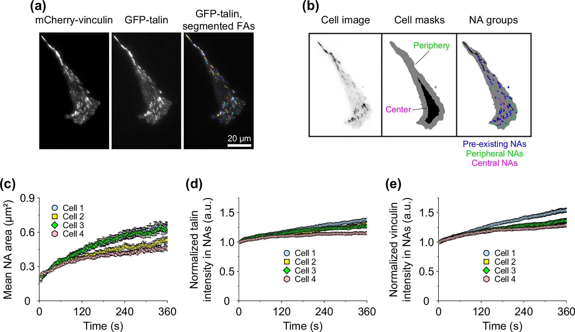 Extended Data Fig. 8: Segmentation of FAs and measurement of their area and average intensities of talin and vinculin in them.