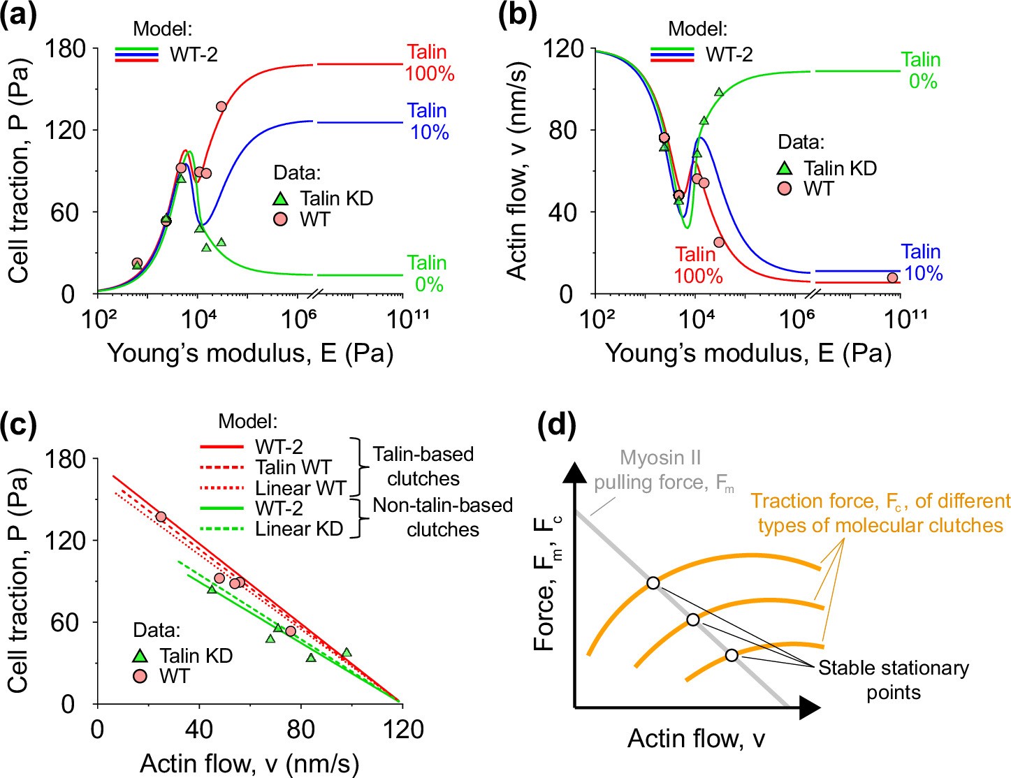 Extended Data Fig. 2: Experimental data fitting to a model describing the competitive formation of two types of molecular clutches (WT-2 model).