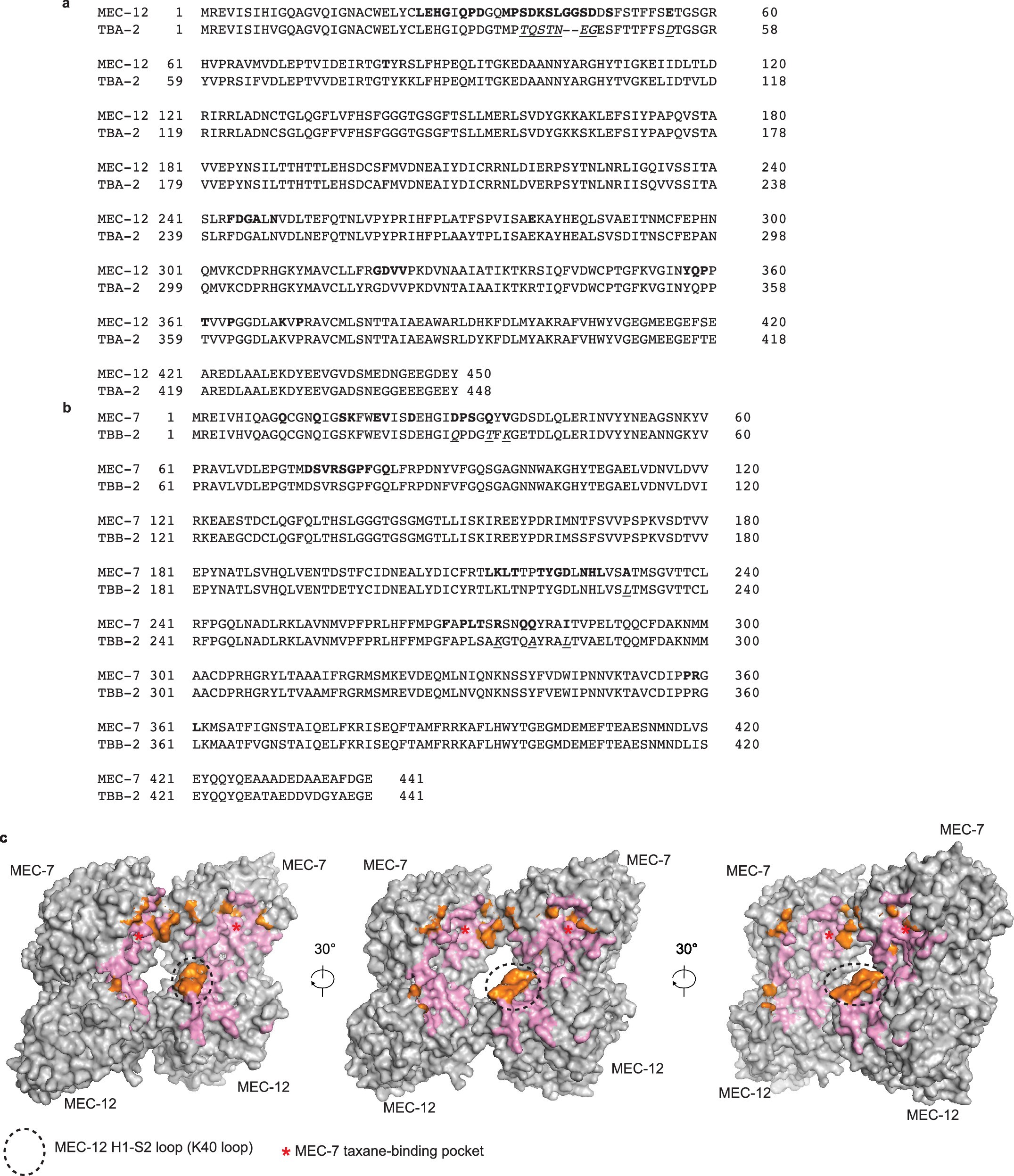 Extended Data Fig. 10: The sequence-structure analysis of the interacting interface between ATAT-2 and microtubules.