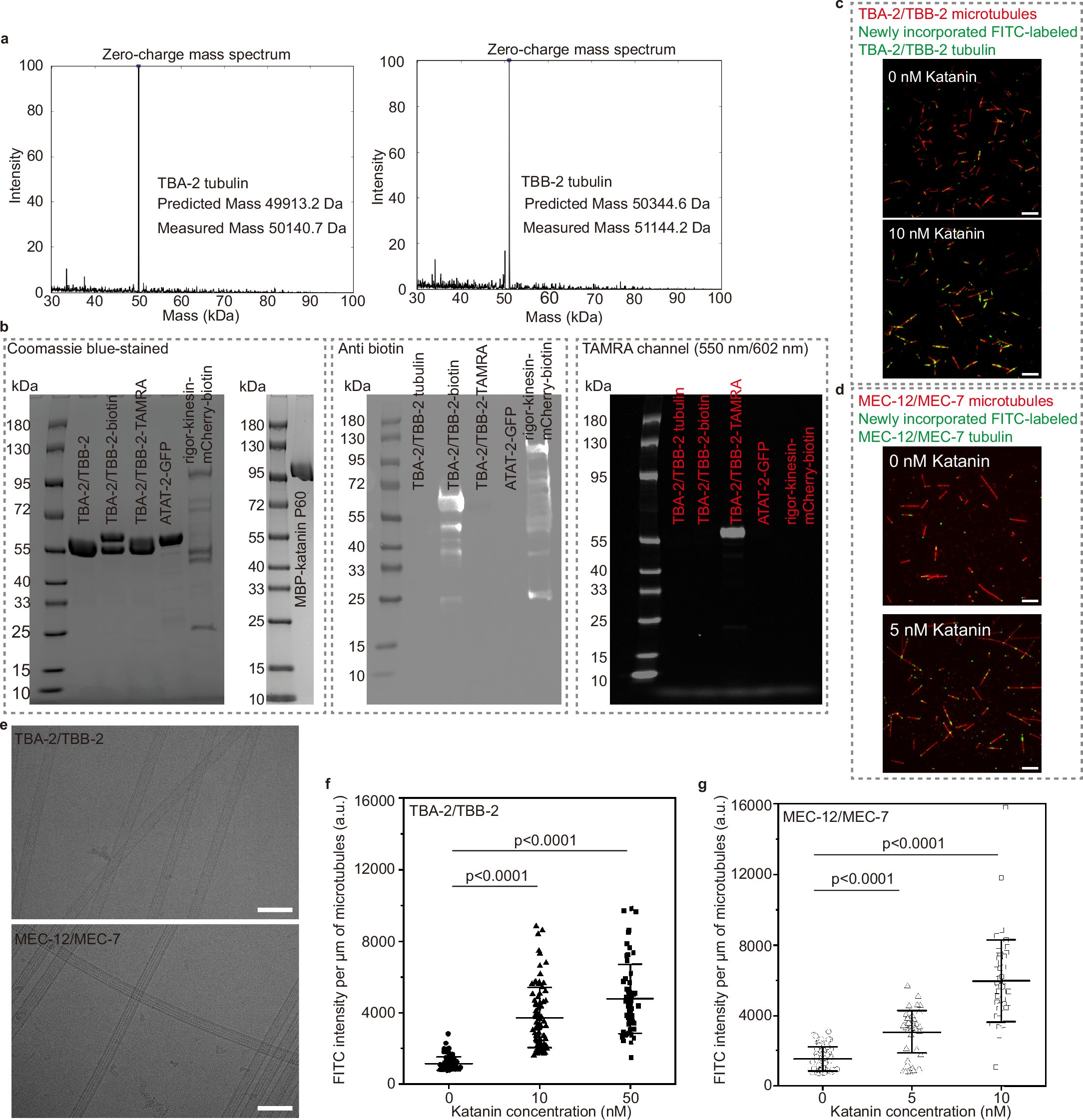 Extended Data Fig. 1: Purification and characterization of recombinant proteins.