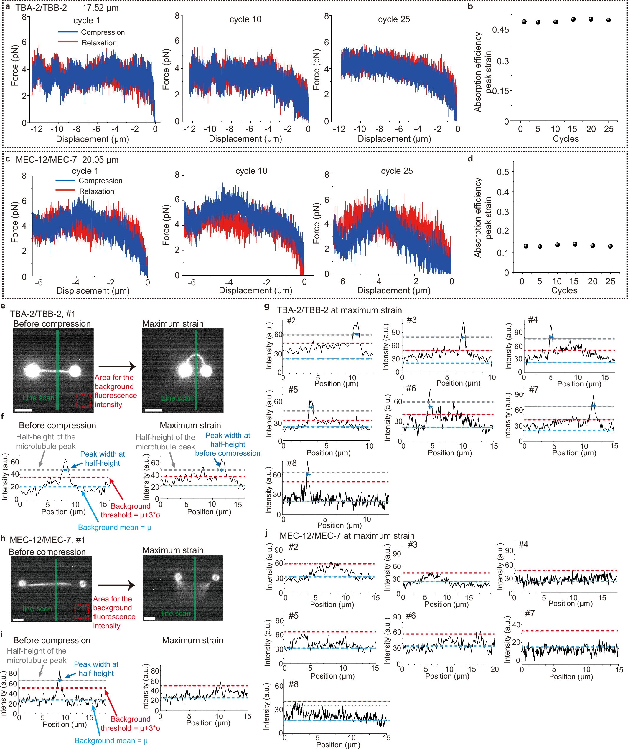 Extended Data Fig. 3: Microtubules can sustain cycles of compression without fatigue.