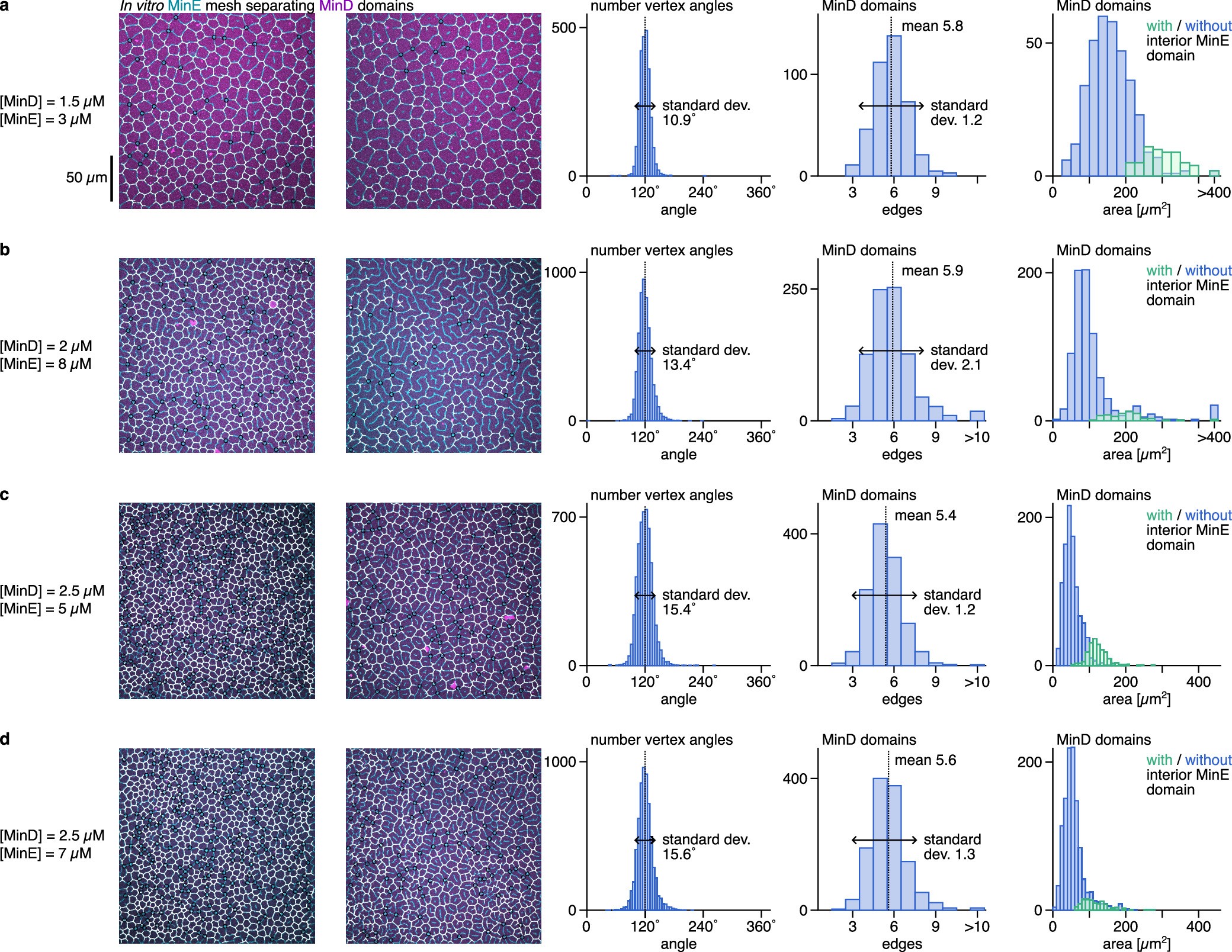 Extended Data Fig. 1: Vertex angles, edge numbers, and domain areas for different experimental conditions.