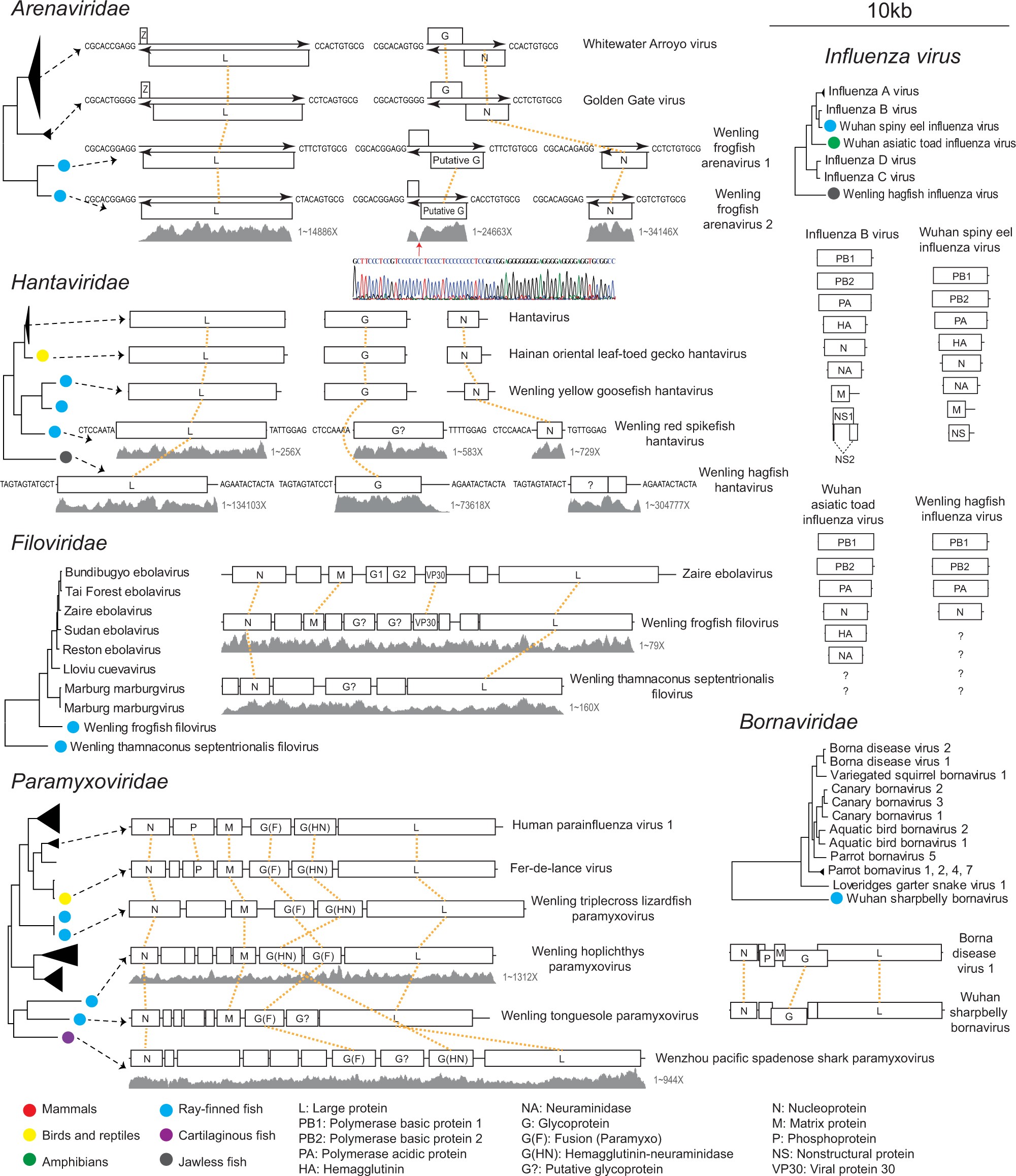 Extended Data Fig. 5: Evolution of vertebrate-associated negative-sense RNA virus genomes.