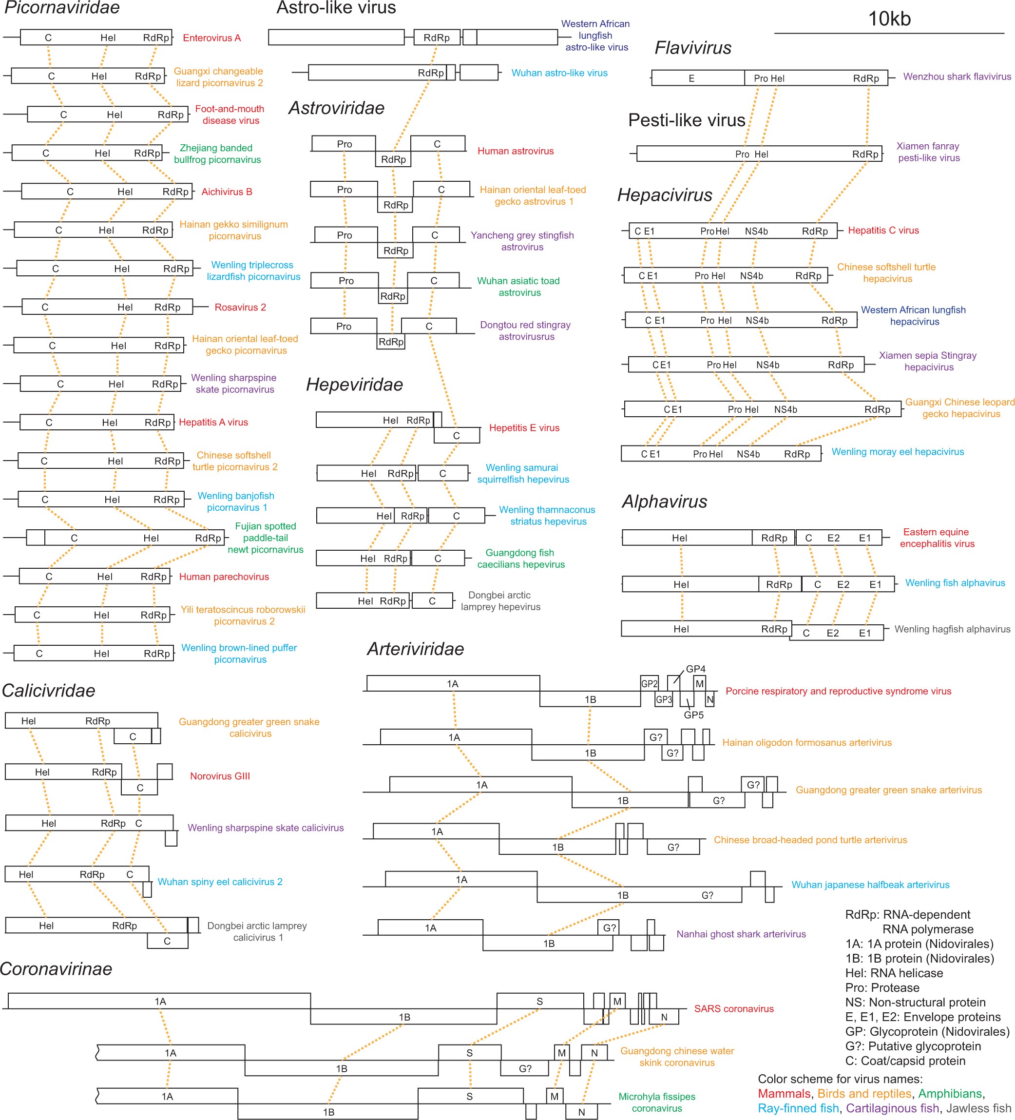 Extended Data Fig. 6: Evolution of vertebrate-associated positive-sense RNA virus genomes.