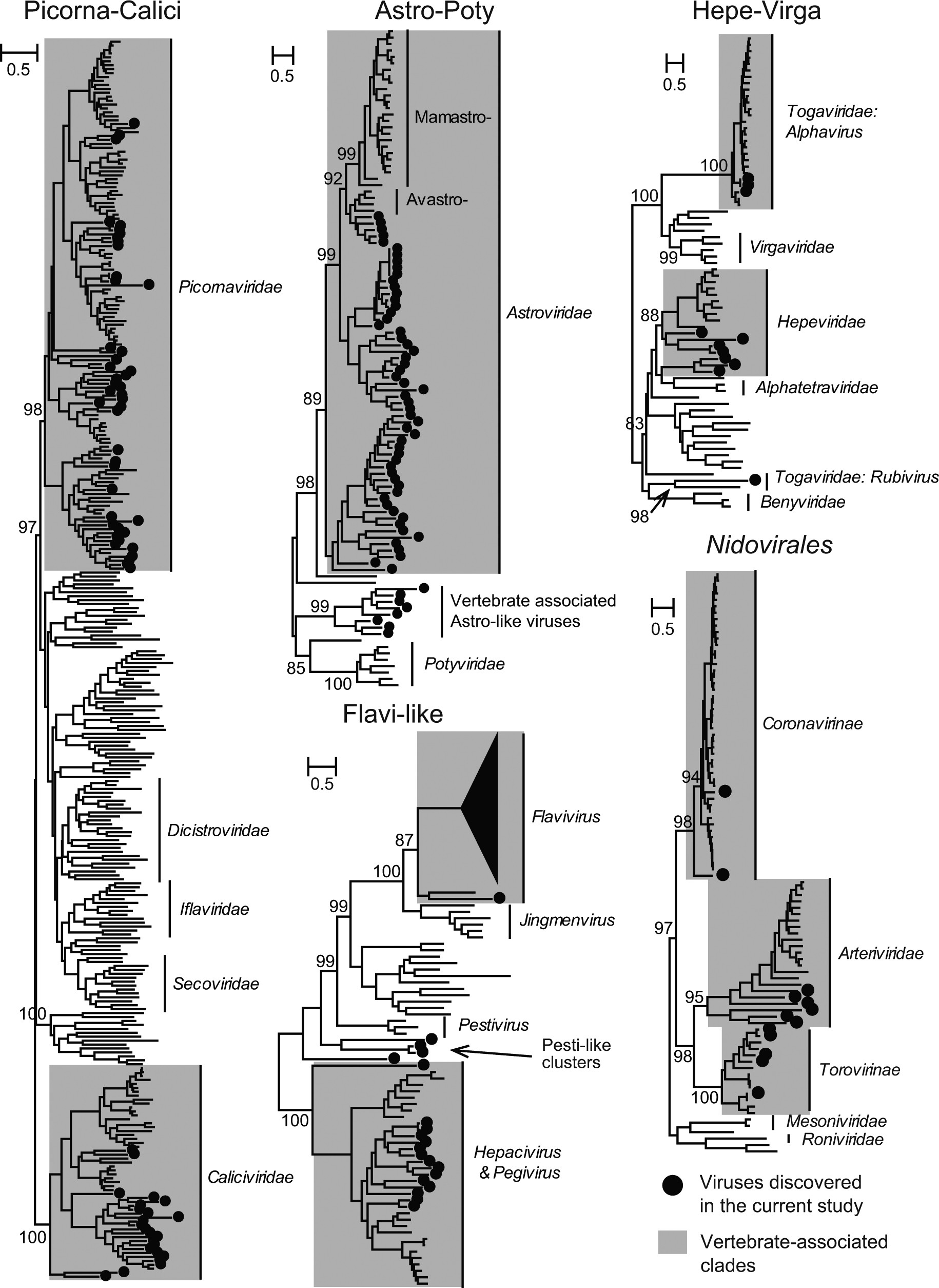 Extended Data Fig. 1: Phylogenetic positions of vertebrate-associated positive-sense and double-stranded RNA viruses within the broader diversity of RNA viruses.