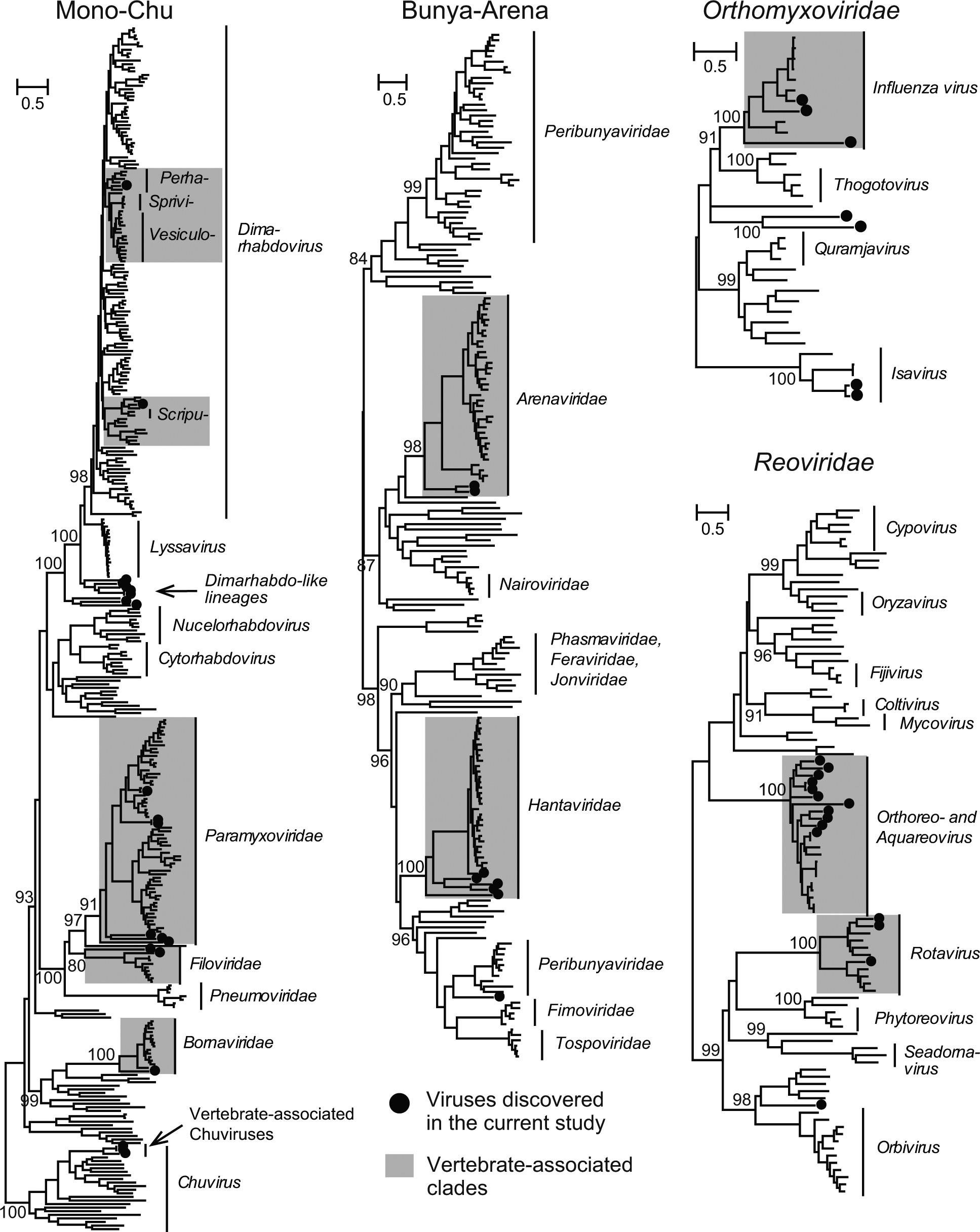 Extended Data Fig. 2: Phylogenetic positions of vertebrate-associated negative-sense RNA viruses within the broader diversity of RNA viruses.