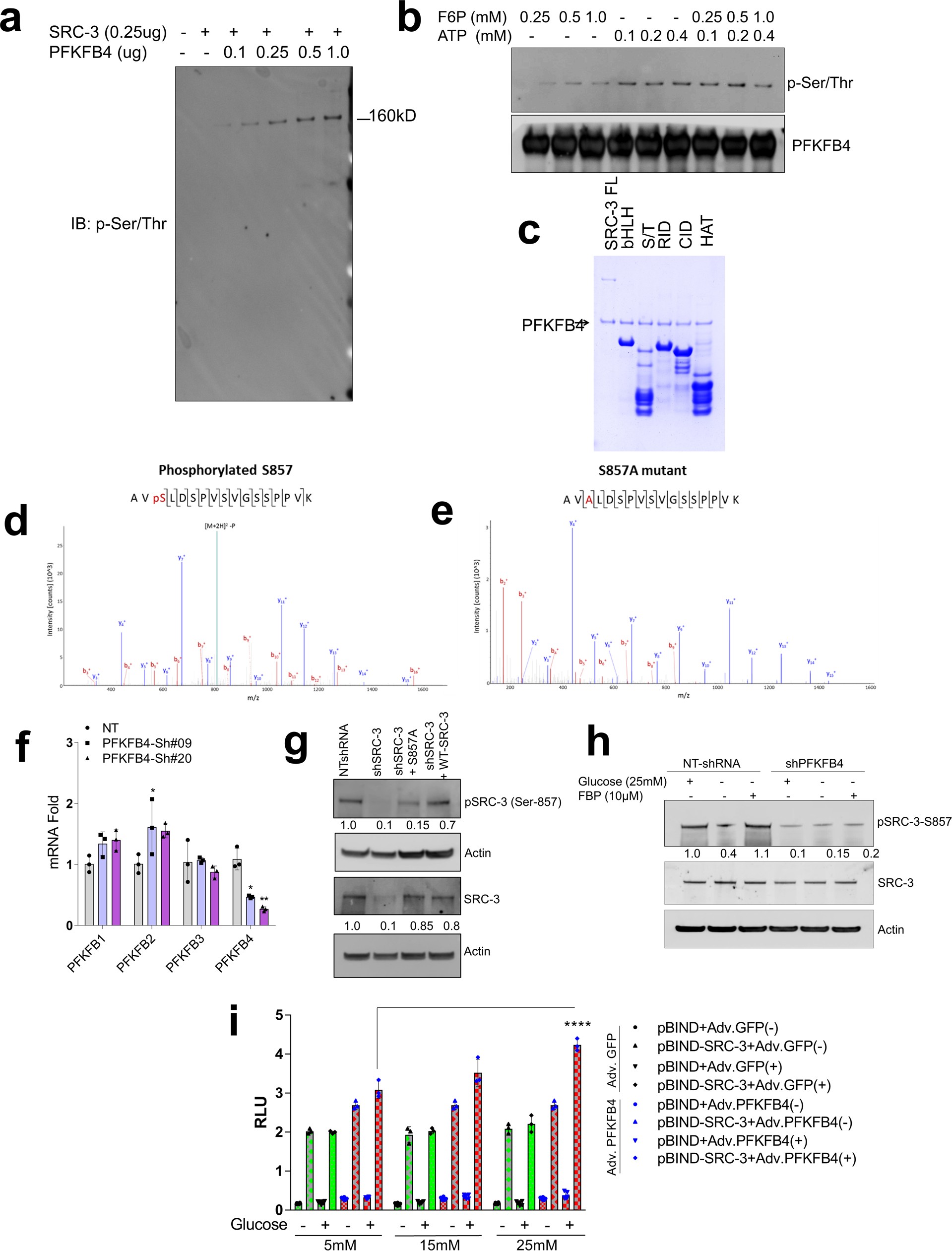 Extended Data Fig. 3: PFKFB4 functions as a protein kinase by phosphorylating SRC-3 at the Ser857 residue.