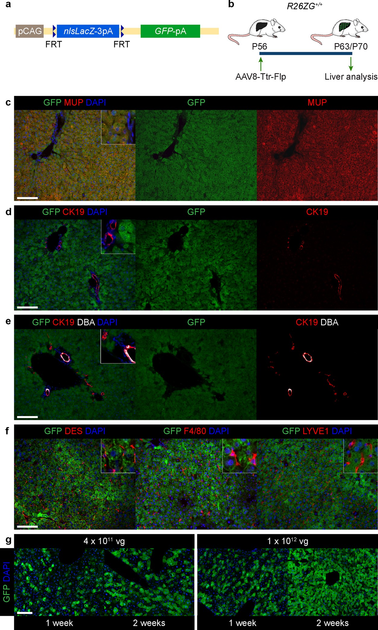 Extended Data Fig. 1