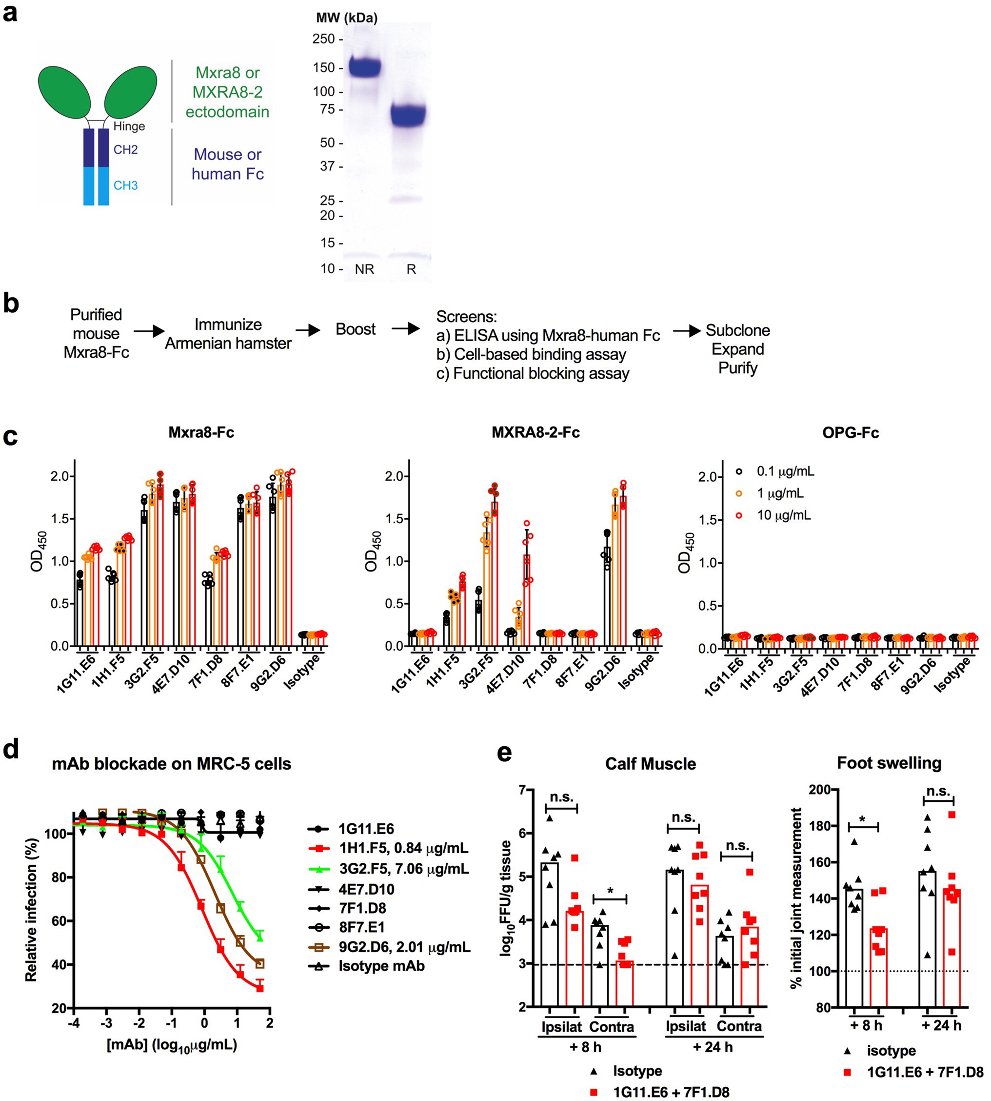 Extended Data Fig. 8: Mxra8–Fc and anti-Mxra8 generation and function.