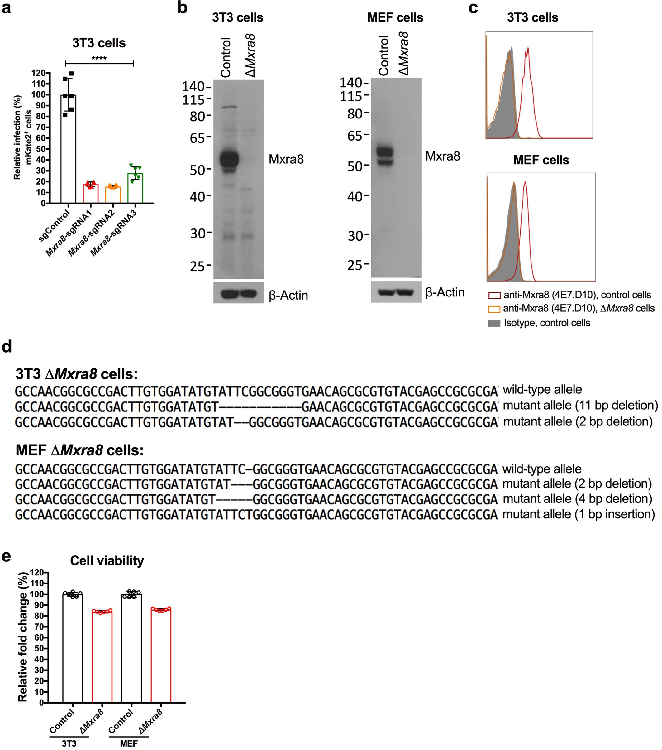 Extended Data Fig. 2: Efficiency of targeting Mxra8 expression by CRISPR–Cas9 gene editing.