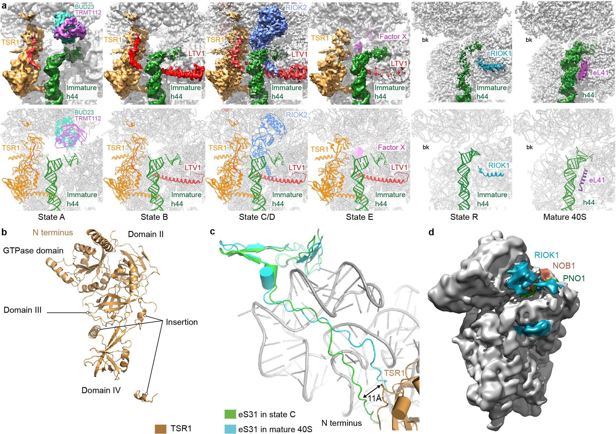 Extended Data Fig.4: The maturation of the decoding centre.