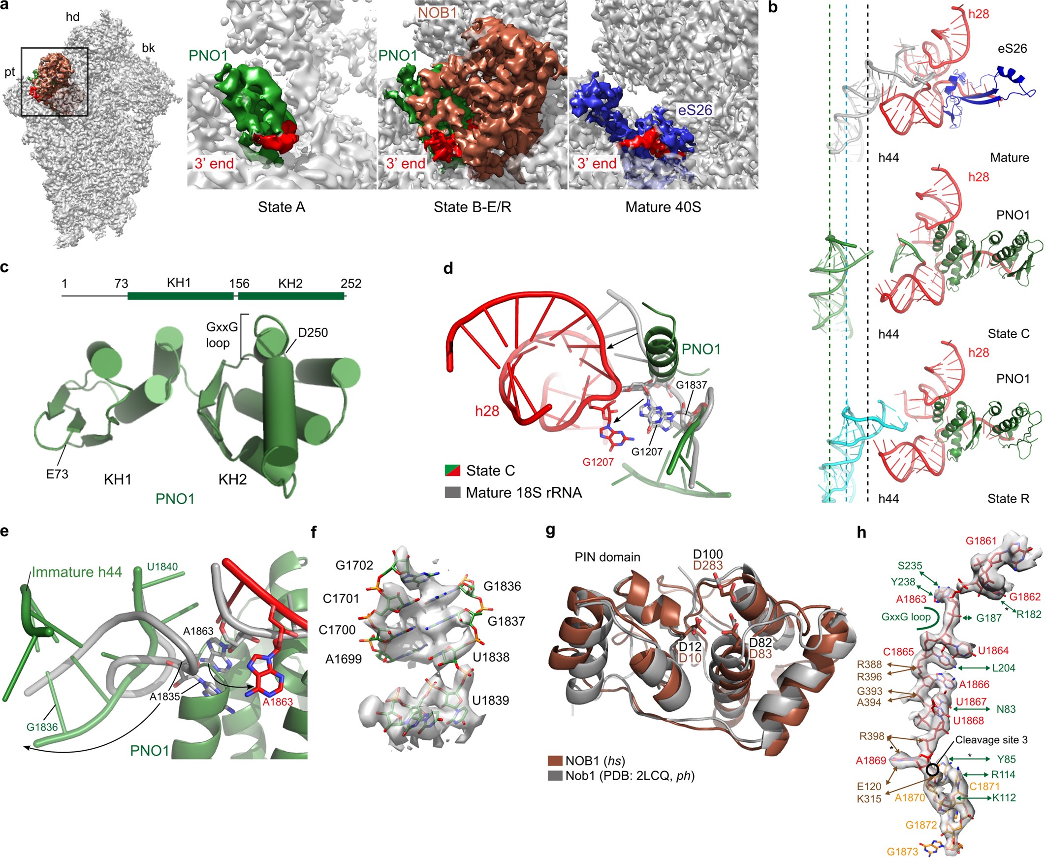 Extended Data Fig. 5: PNO1, NOB1 and coordination of the 3′ rRNA end.