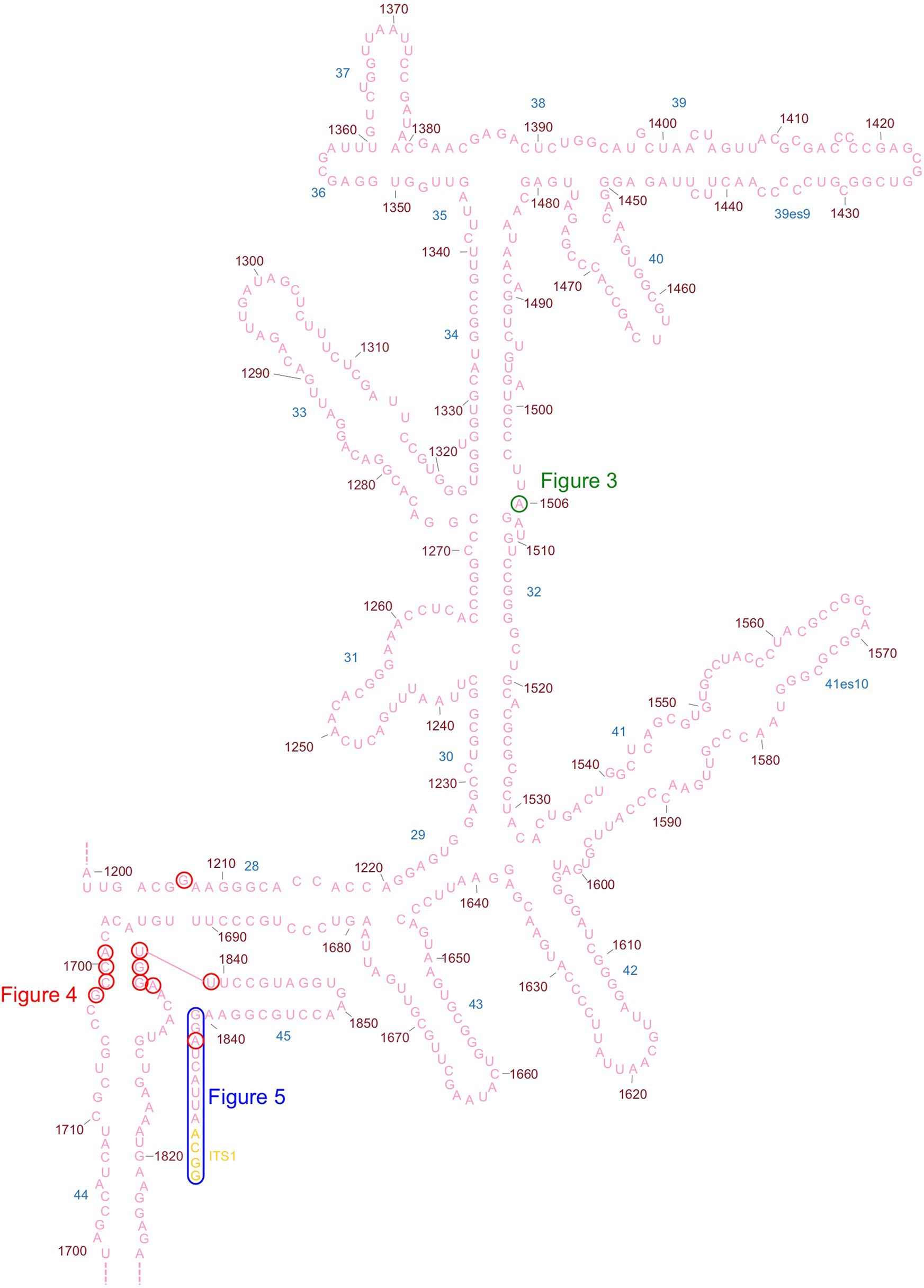 Extended Data Fig. 6: 2D diagram of the pre-18S rRNA head region of state C.
