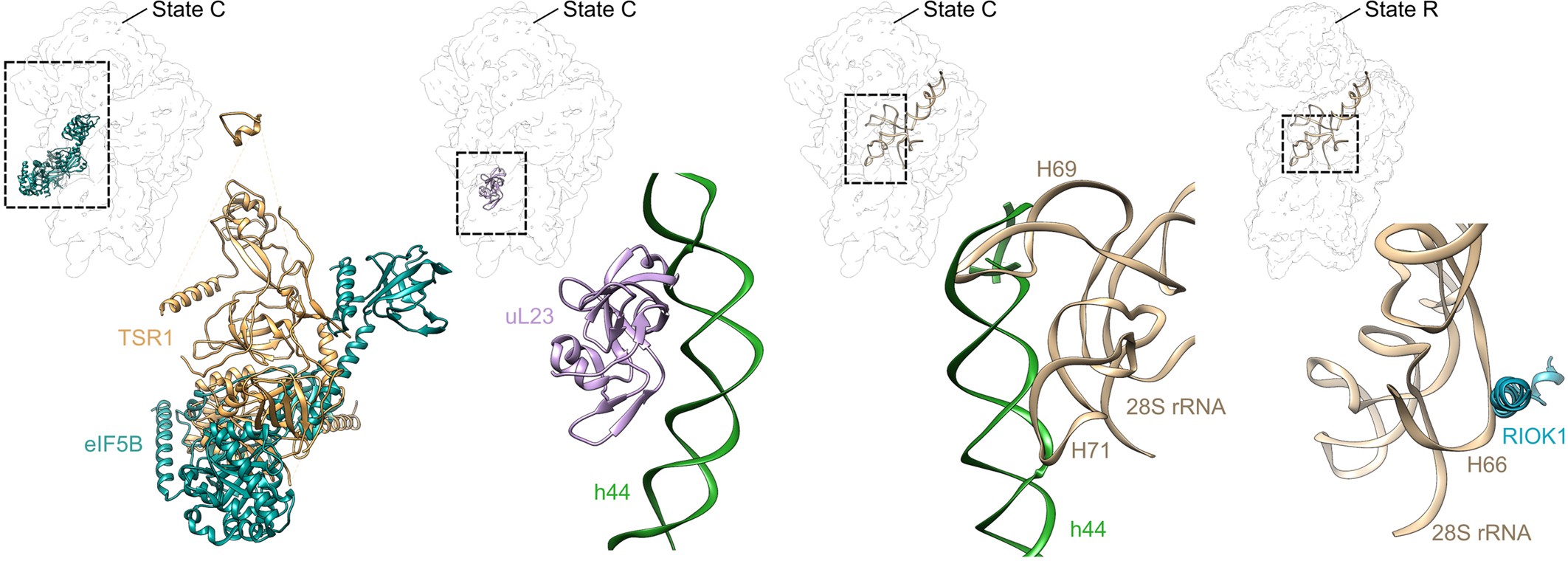 Extended Data Fig. 7: 60S subunits components clash with immature h44.