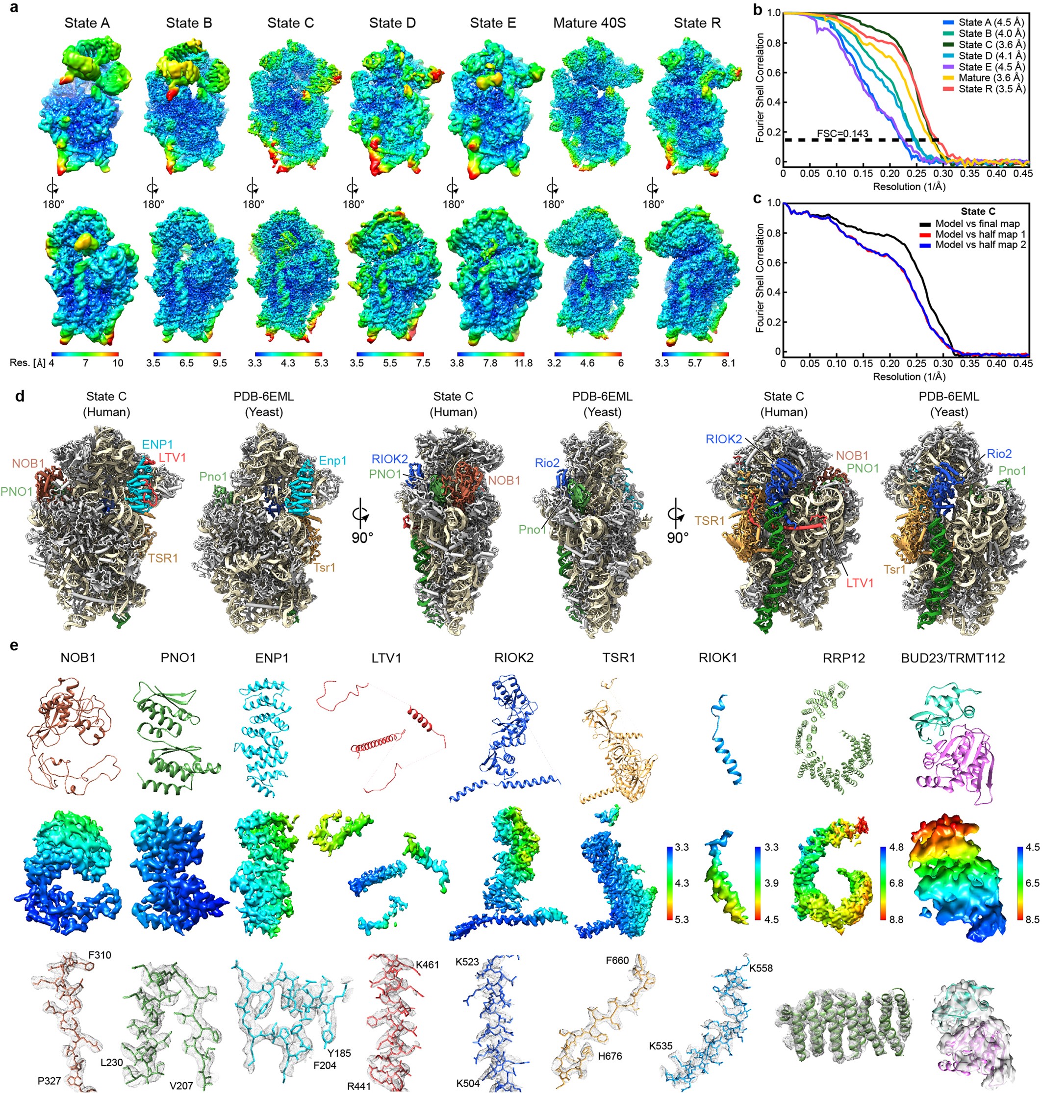 Extended Data Fig. 2: Local resolution, refinement and model statistics.