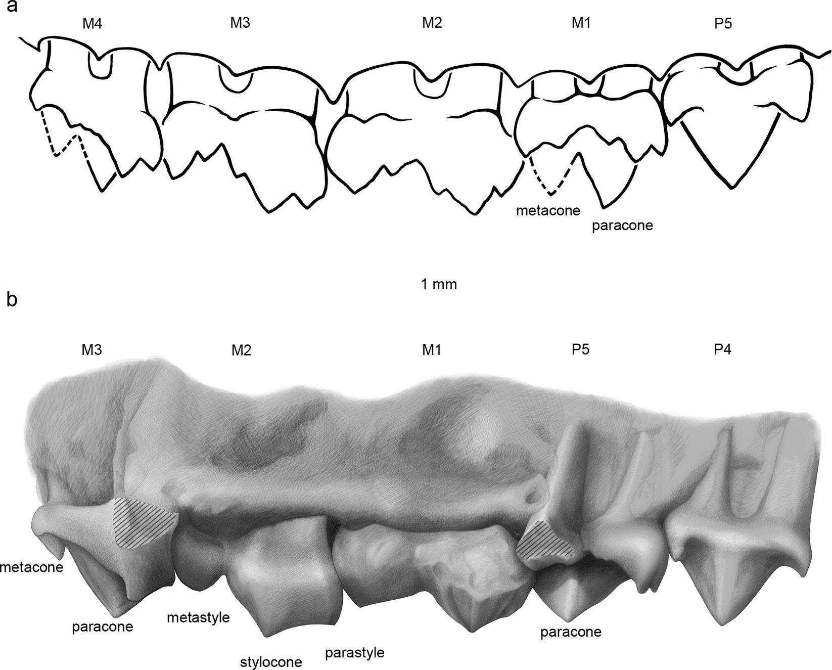 Extended Data Fig. 5: Left upper dentition of Sinodelphys szalayi.