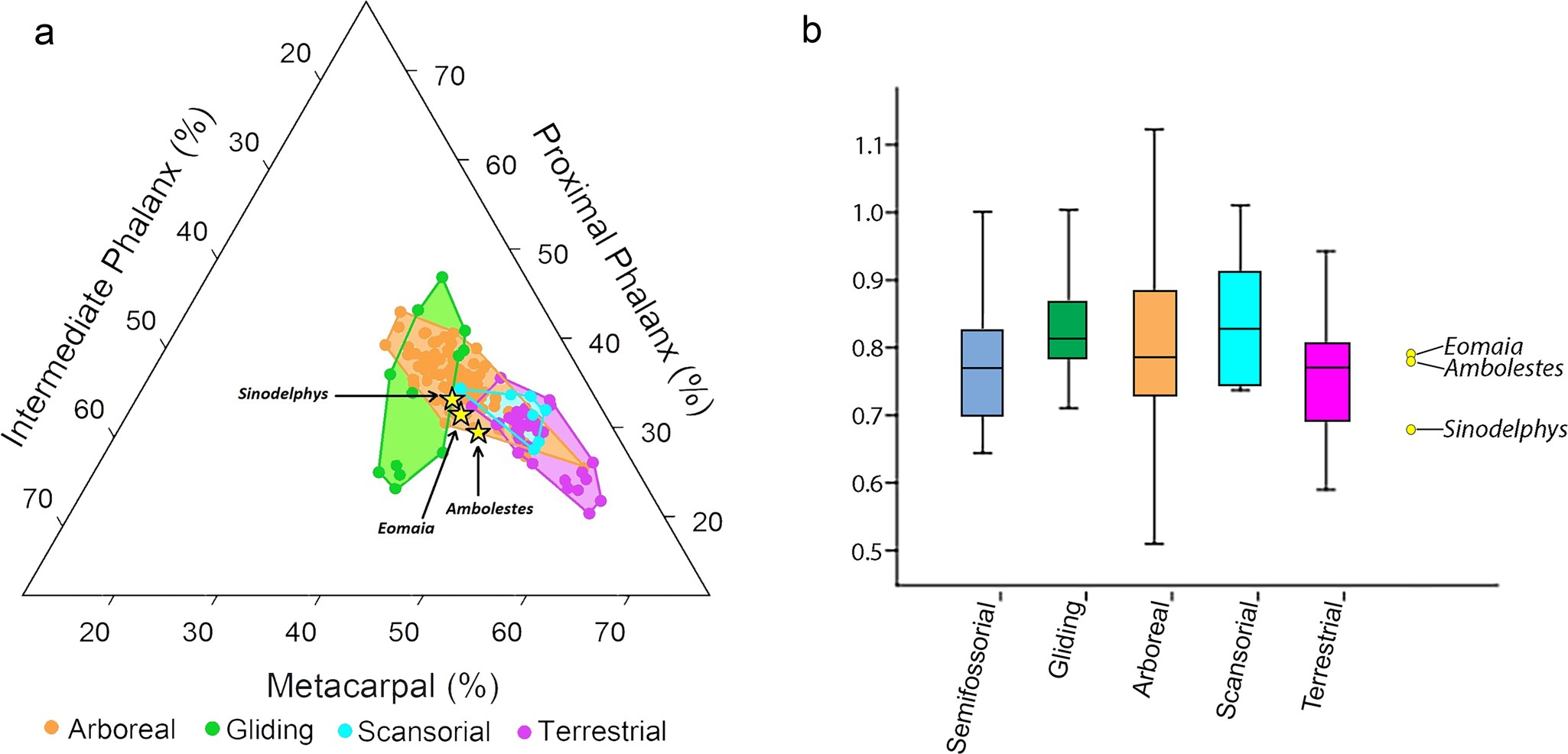 Extended Data Fig. 7: Analysis of limb elements of A. zhoui STM33-5 for locomotor behaviour.