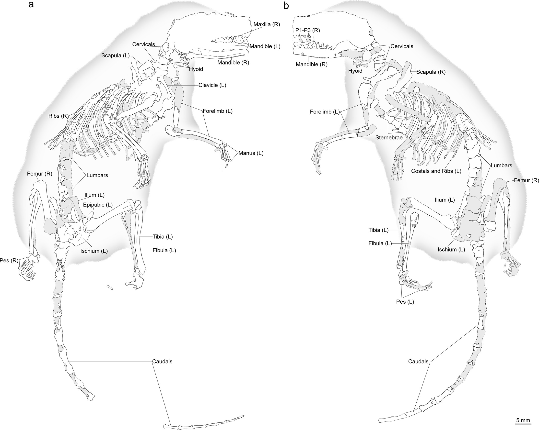 Extended Data Fig. 1: Line drawings of A. zhoui STM33-5.