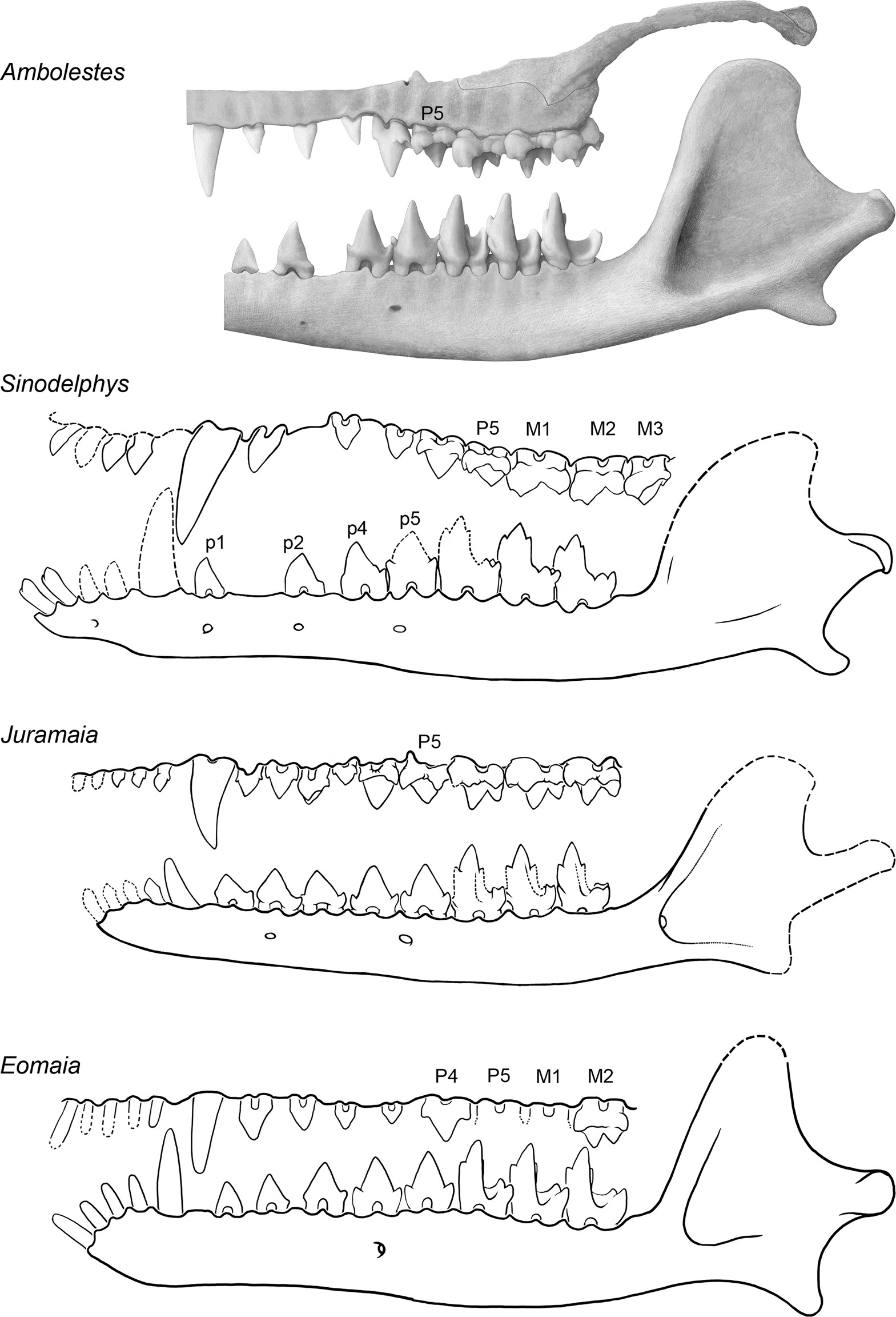 Extended Data Fig. 4: Comparison of left upper and lower jaws in lateral view of Ambolestes, Sinodelphys, Juramaia and Eomaia.