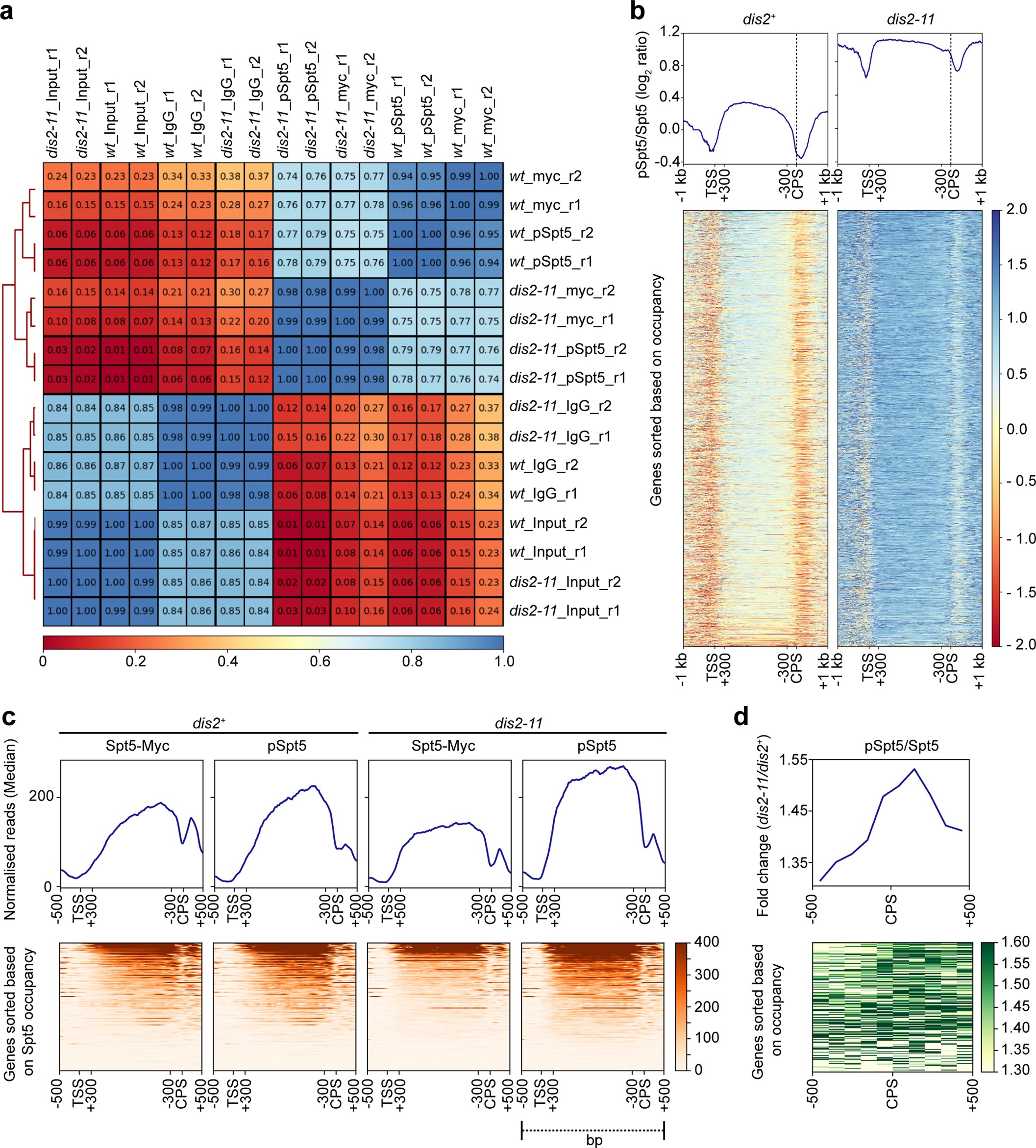 Extended Data Fig. 7: Spt5 and pSpt5 ChIP–seq analysis.