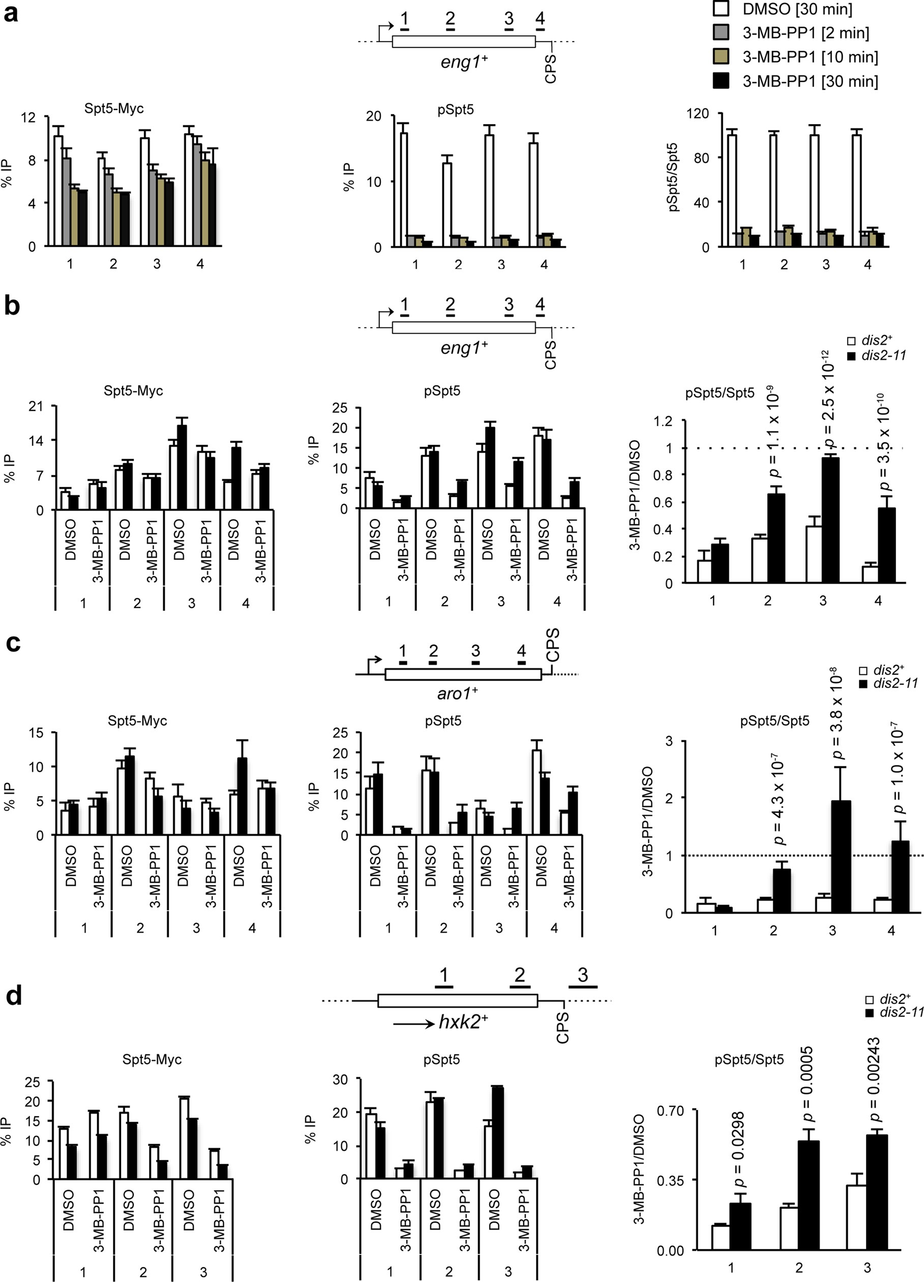 Extended Data Fig. 3: Chromatin-associated Spt5 is dephosphorylated rapidly upon Cdk9 inhibition and stabilized in dis2-11 cells.