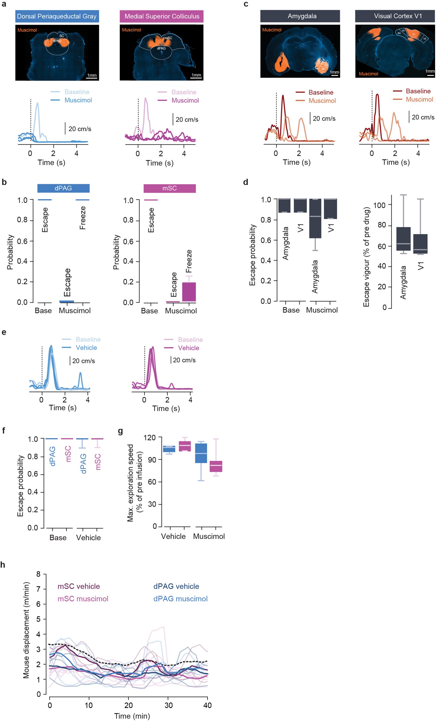 Extended Data Fig. 3: Muscimol inactivation of dPAG and mSC abolishes escape while V1 and amygdala have a modulatory effect on escape behaviour.