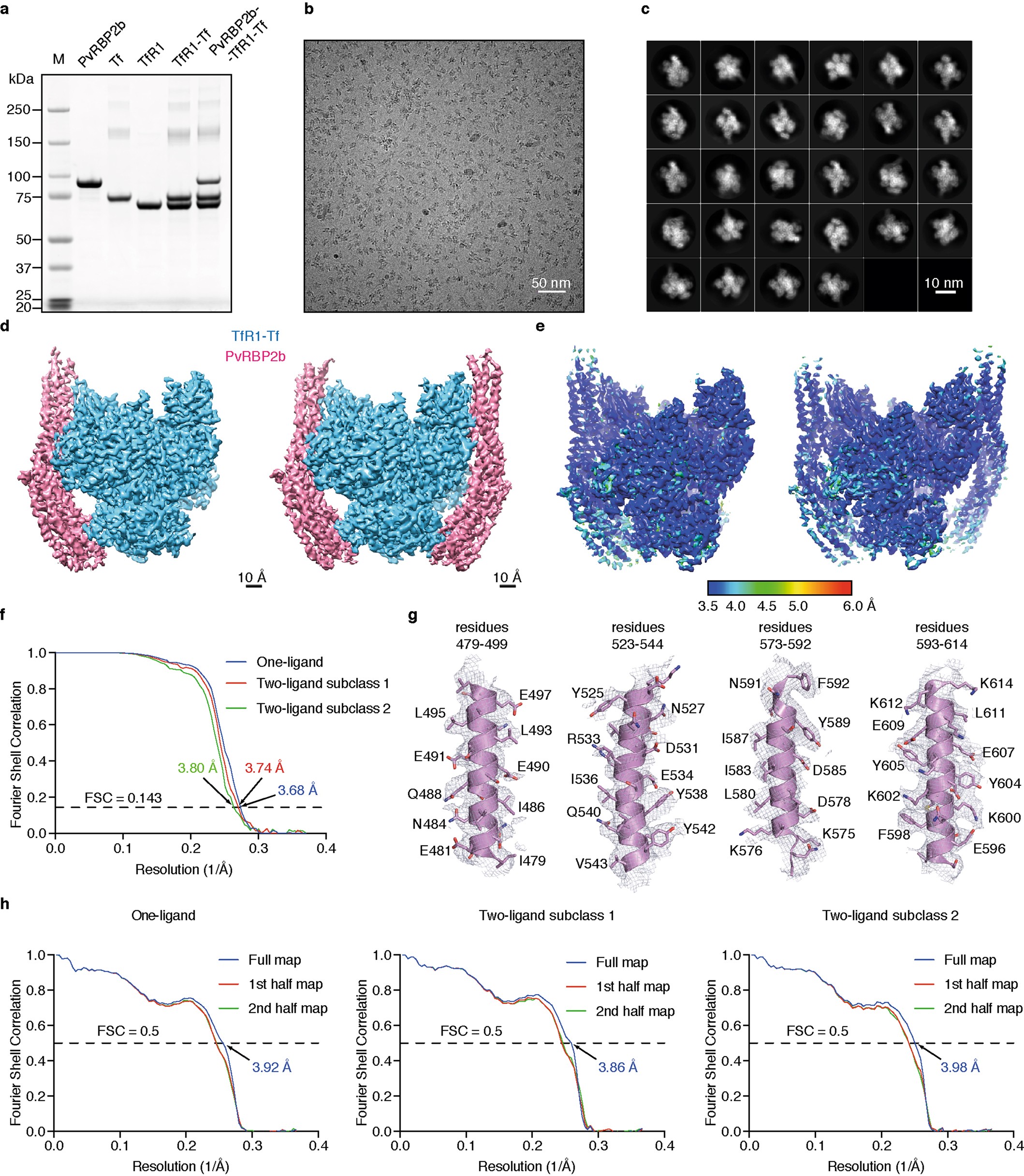 Extended Data Fig. 1: Details of cryo-EM data collection and analysis.