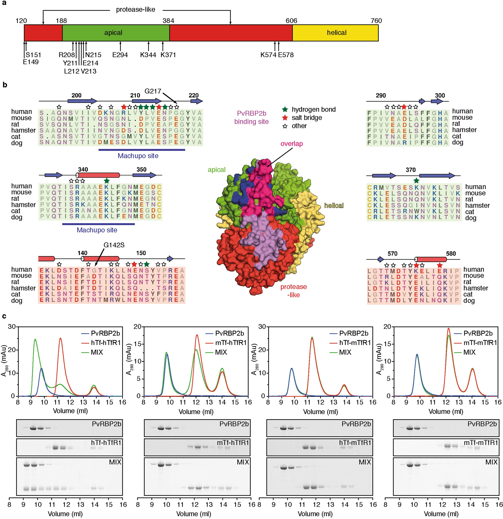 Extended Data Fig. 5: Most TfR1 residues that interact with PvRBP2b are specific to human TfR1.