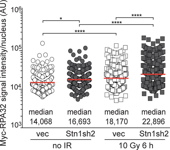 Extended Data Fig. 7: Effect of STN1 knockdown on the intensity of RPA foci induced by ionizing radiation.