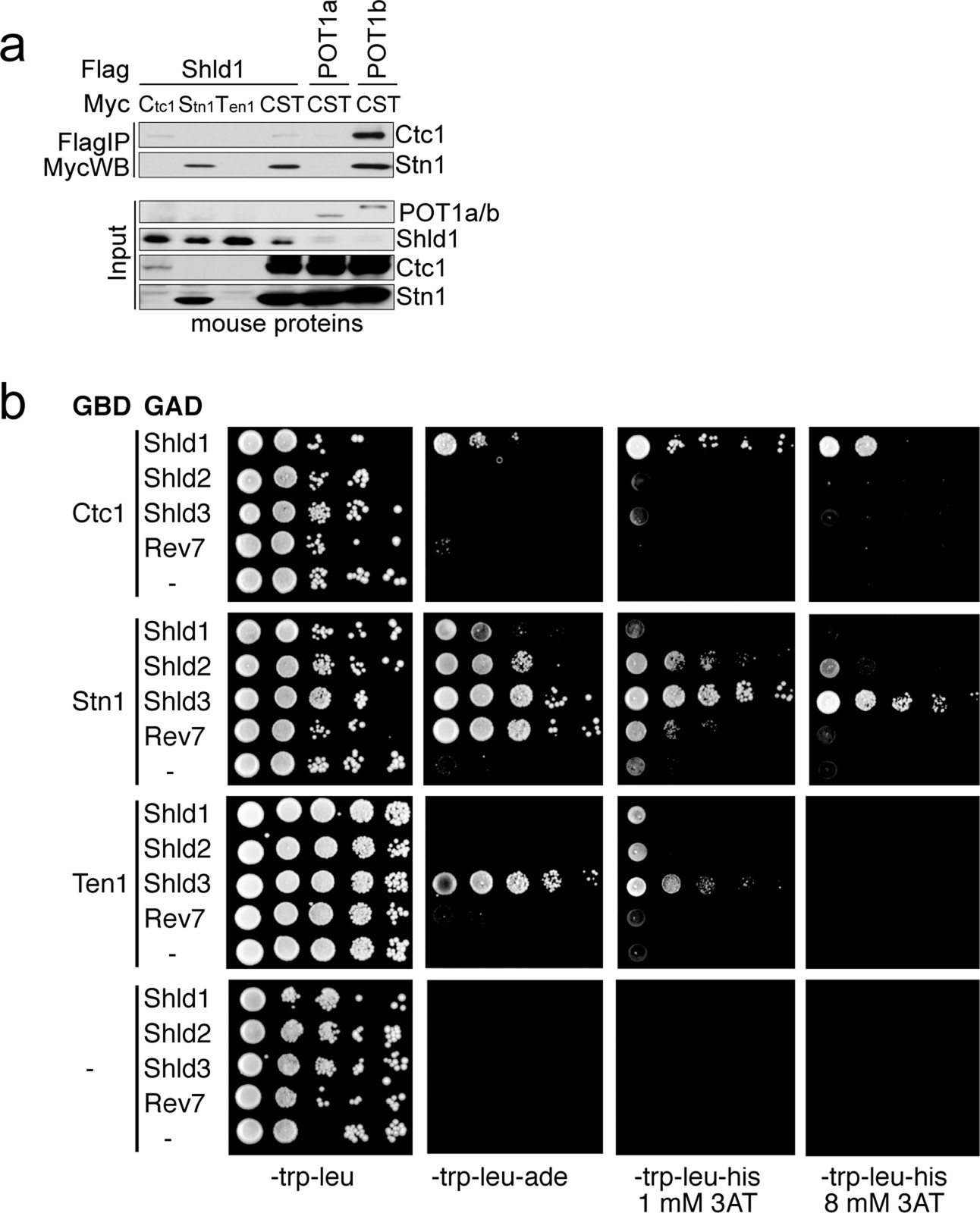 Extended Data Fig. 5: CST interacts with shieldin.