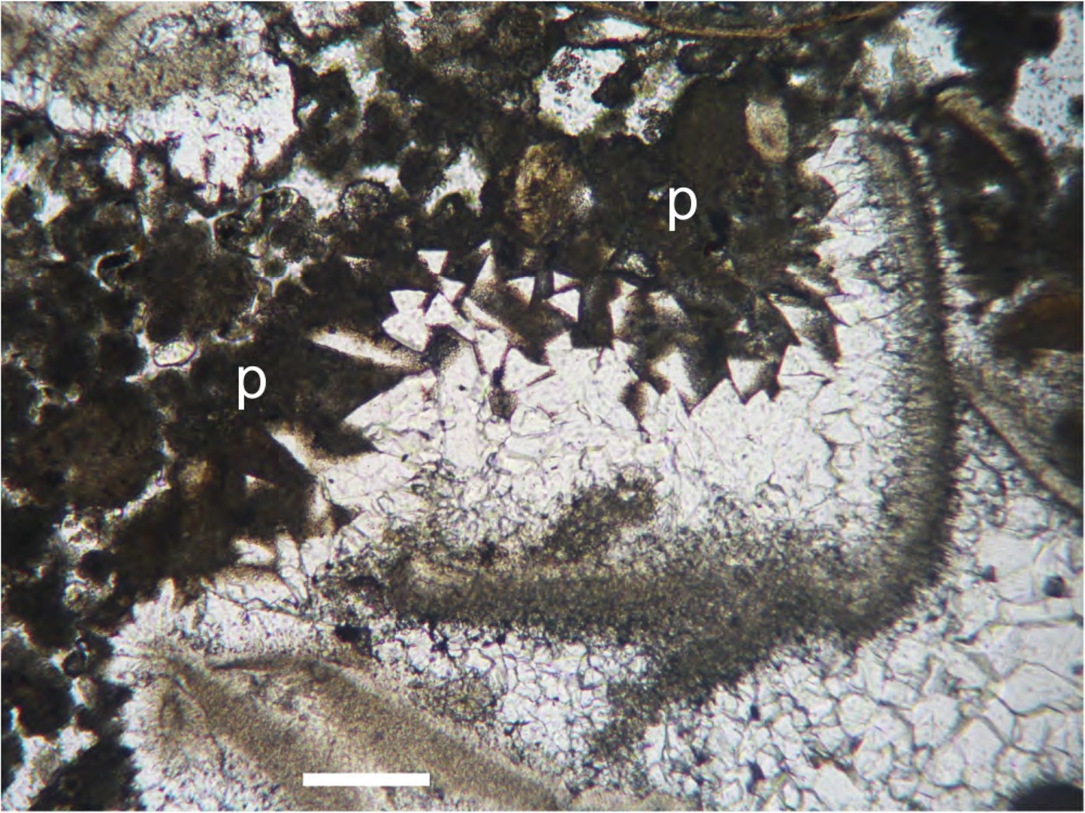 Extended Data Fig. 5