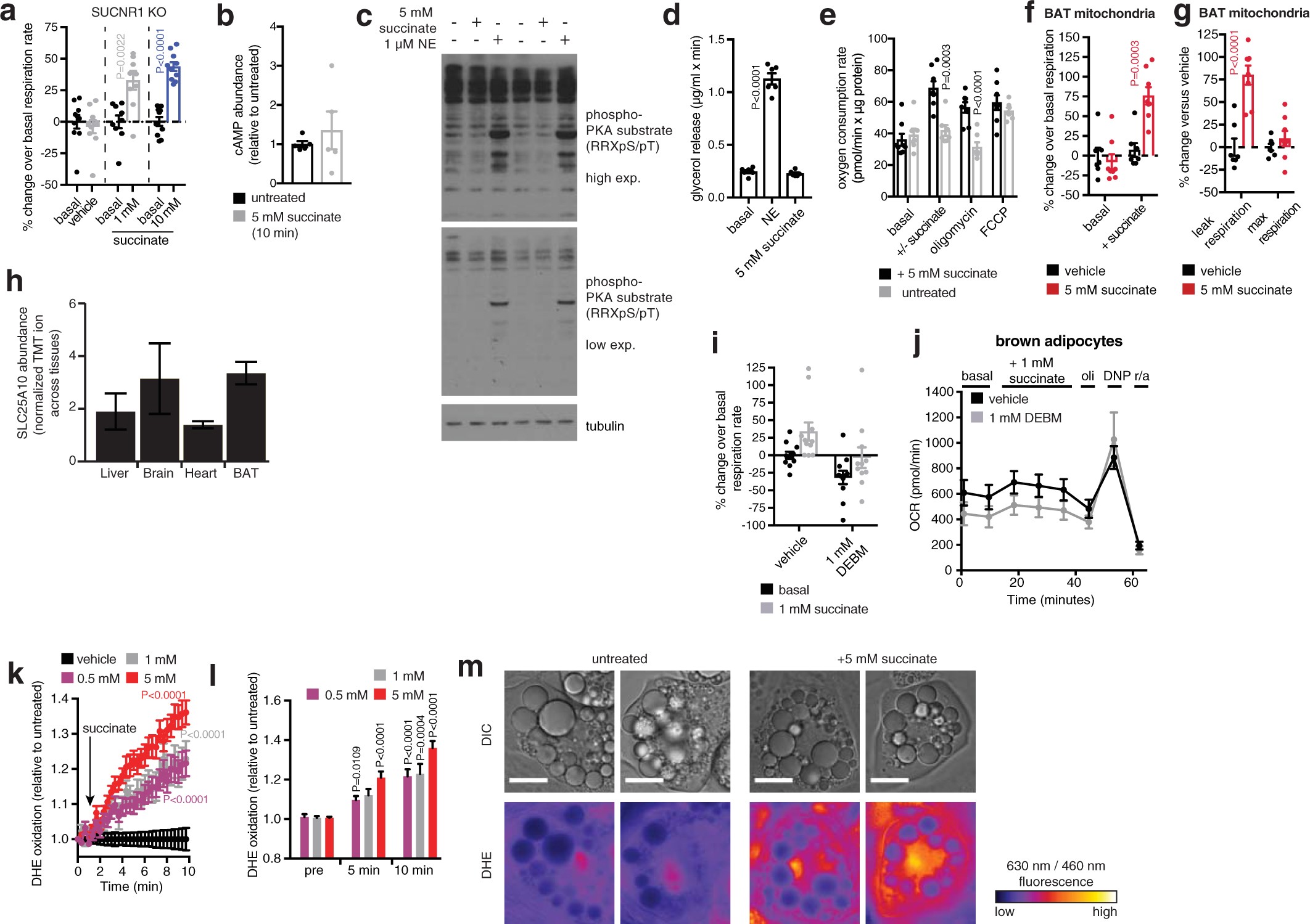 Extended Data Fig. 6: Examining mechanisms of succinate-driven thermogenesis in brown adipocytes.