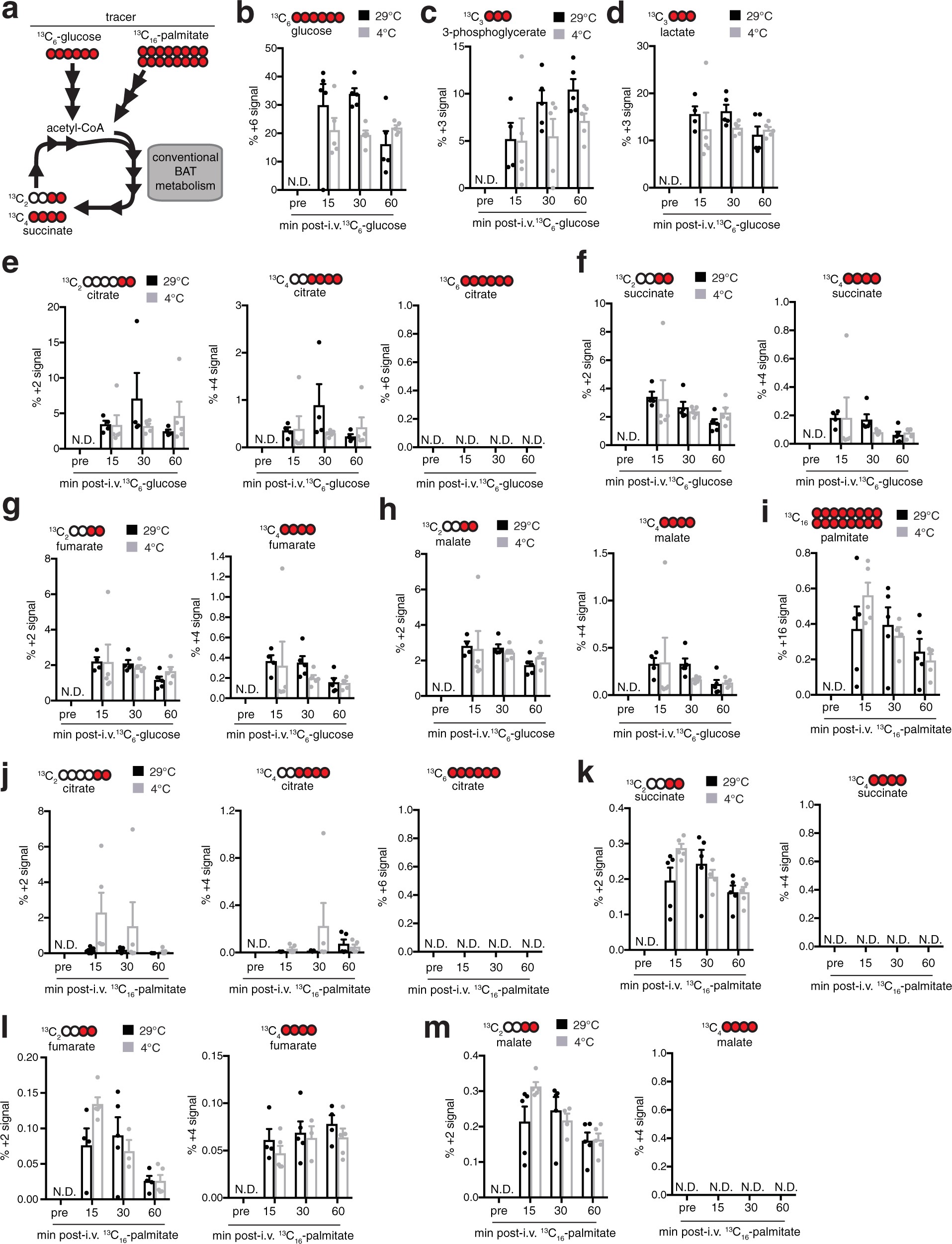 Extended Data Fig. 3: 13C-isotopologue labelling of glucose and TCA cycle metabolites in mouse BAT following intravenous [13C]glucose at 29 °C or 4 °C.