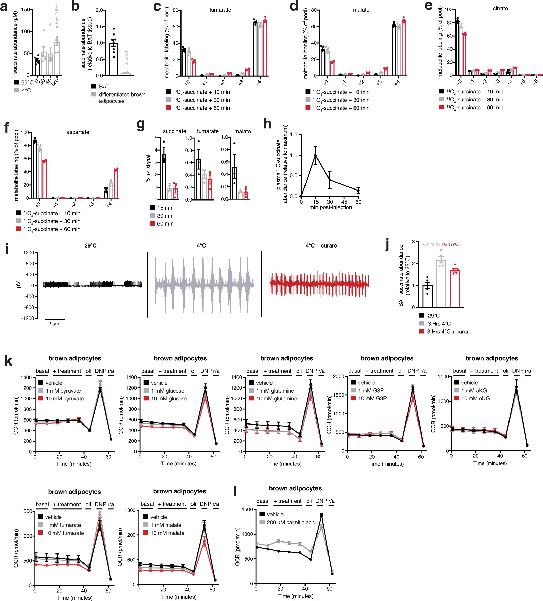 Extended Data Fig. 4: Analysis of succinate levels in isolated brown adipocytes and effect of muscle shivering on BAT succinate accumulation.
