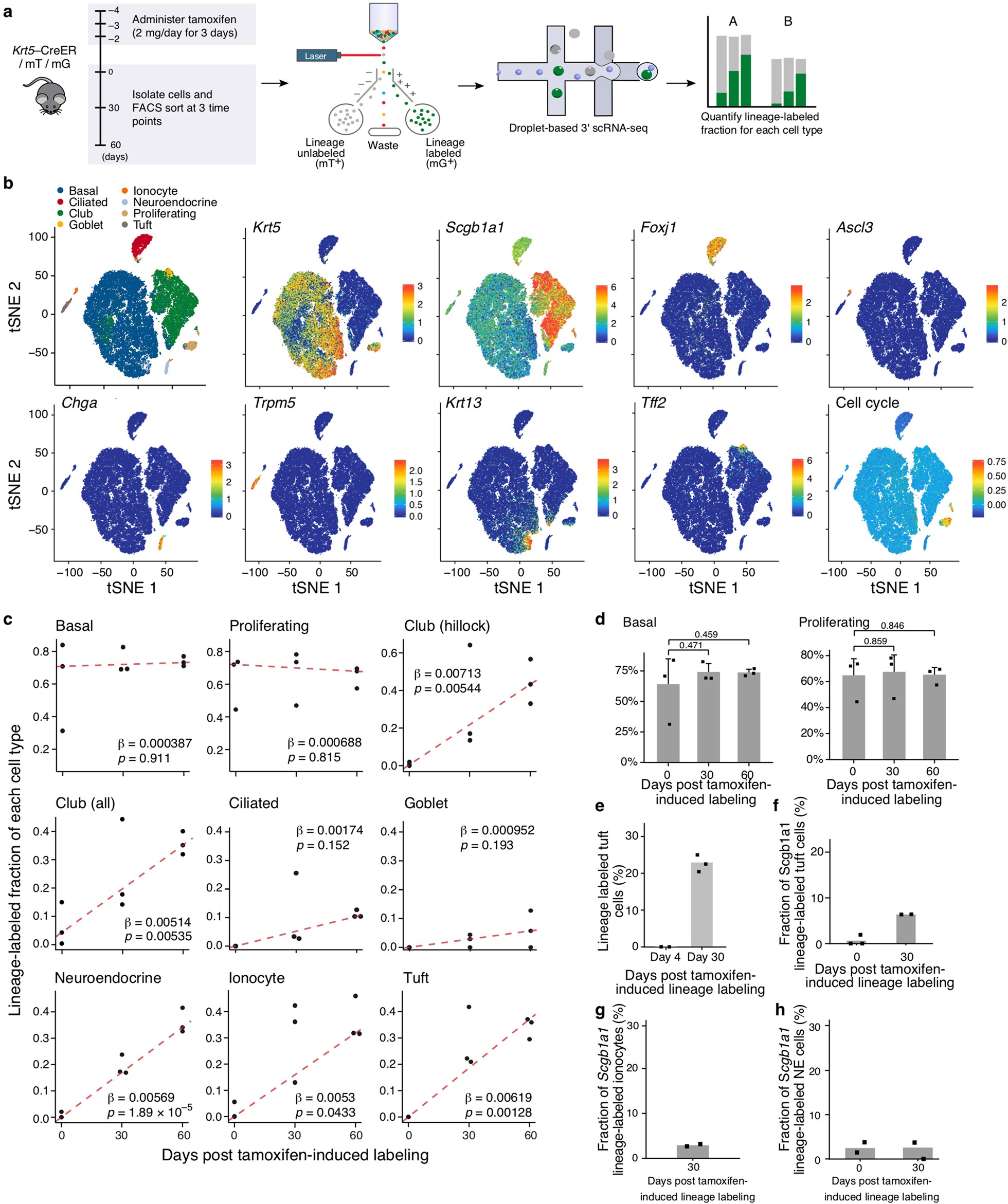 Extended Data Fig. 6: Lineage tracing using pulse-seq.