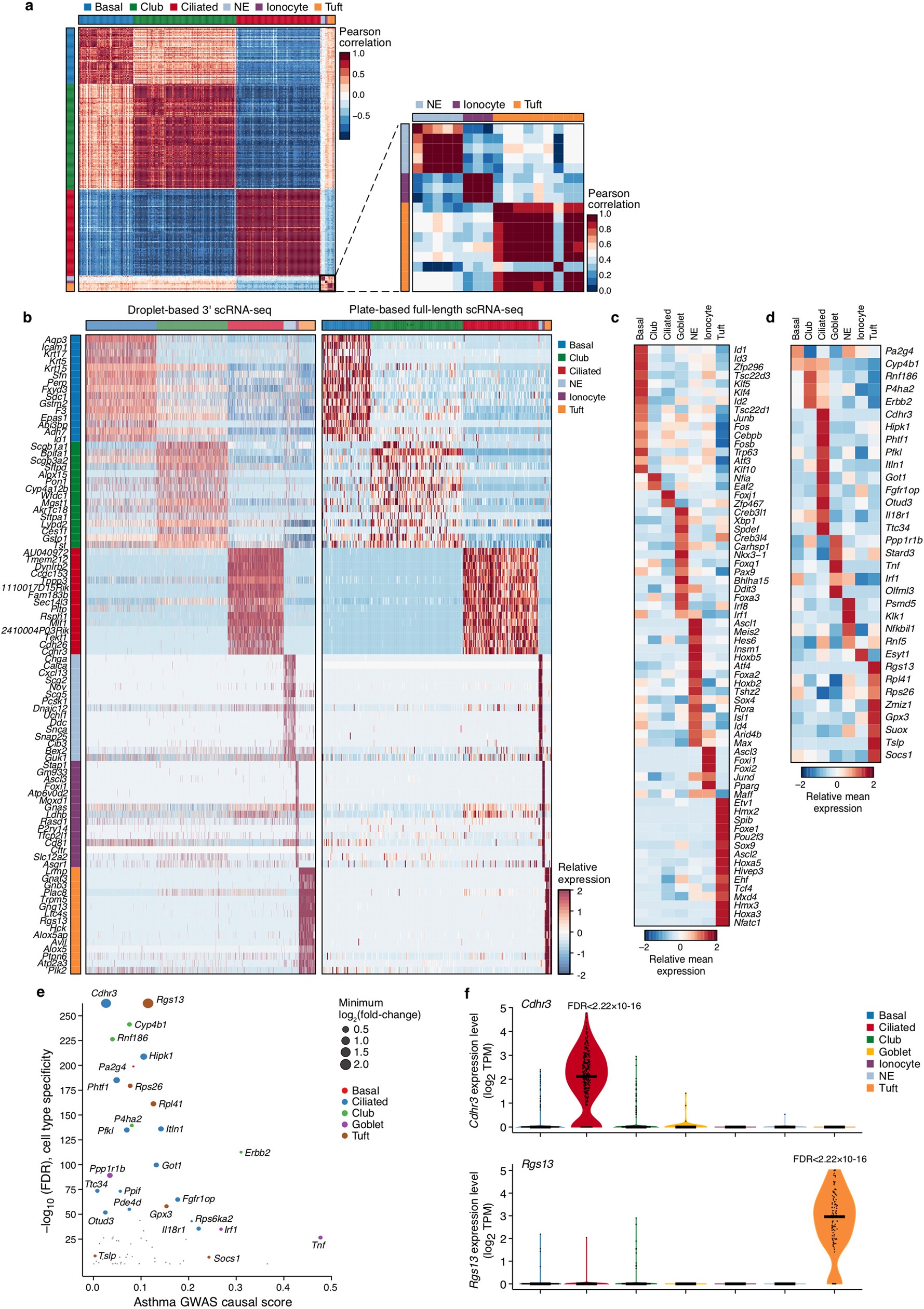 Extended Data Fig. 3: High-confidence consensus cell type markers, and cell-type-specific expression of asthma-associated genes.