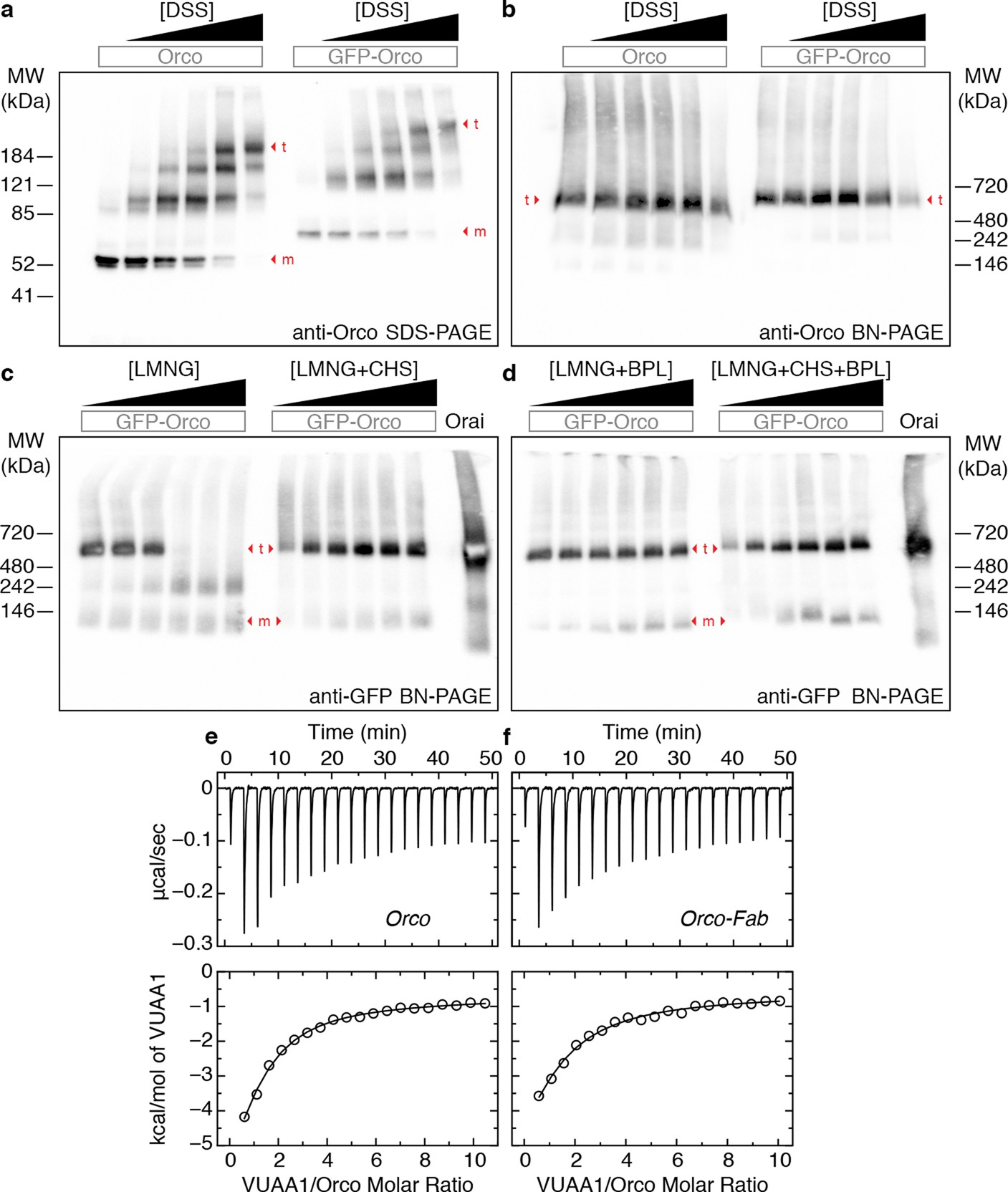 Extended Data Fig. 3: Stoichiometry and ligand binding of the Orco homotetramer.