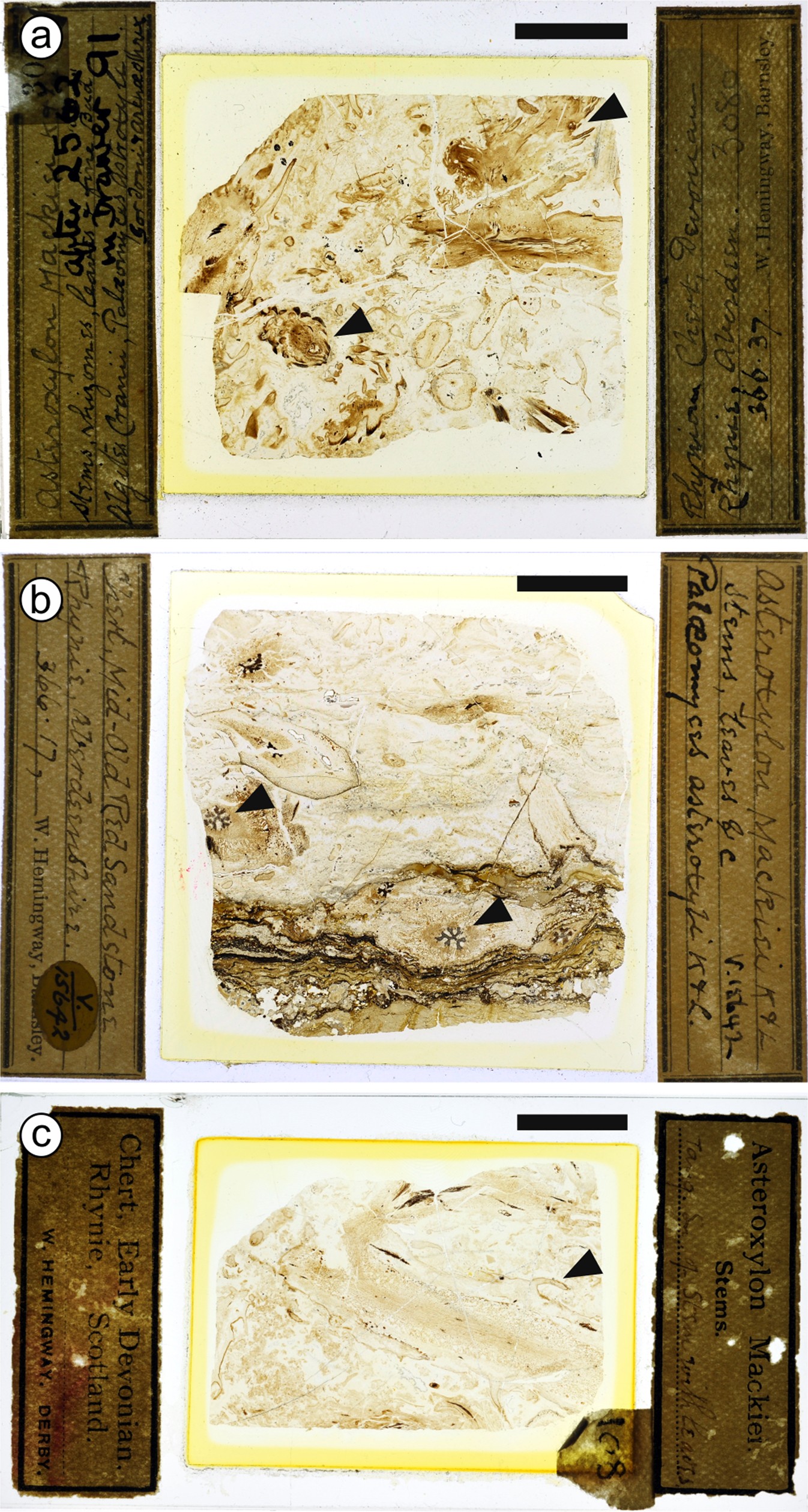 Extended Data Fig. 1: Five root apices were found on three thin sections in which A. mackiei was the only plant species present.