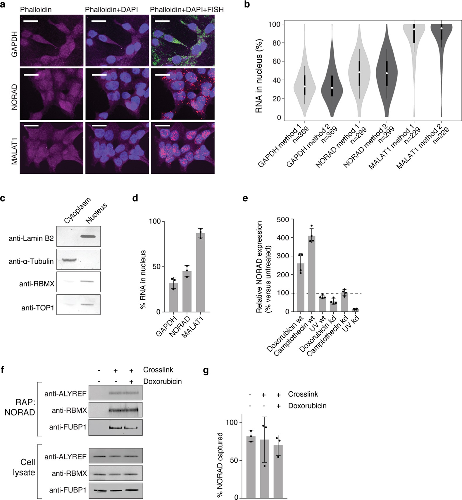 Extended Data Fig. 2: Subcellular localization of NORAD and analysis of NORAD–protein interactions with DNA damage.