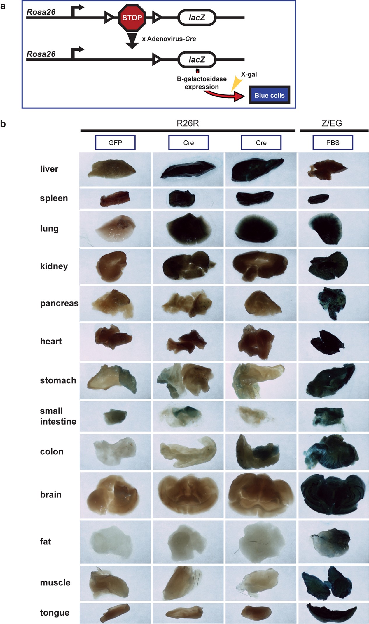 Extended Data Fig. 2: Bio-distribution studies of adenovirus-serotype 5 in mice.