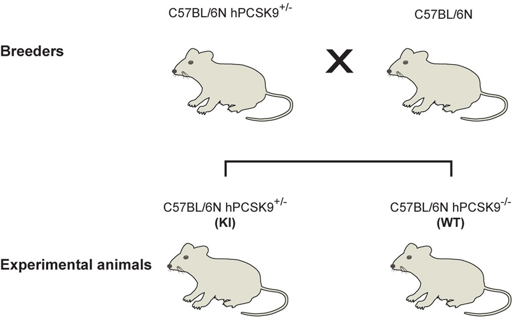 Extended Data Fig. 3: Breeding strategy for generating experimental mice containing human PCSK9 open reading frame knocked into the Rosa26 locus.