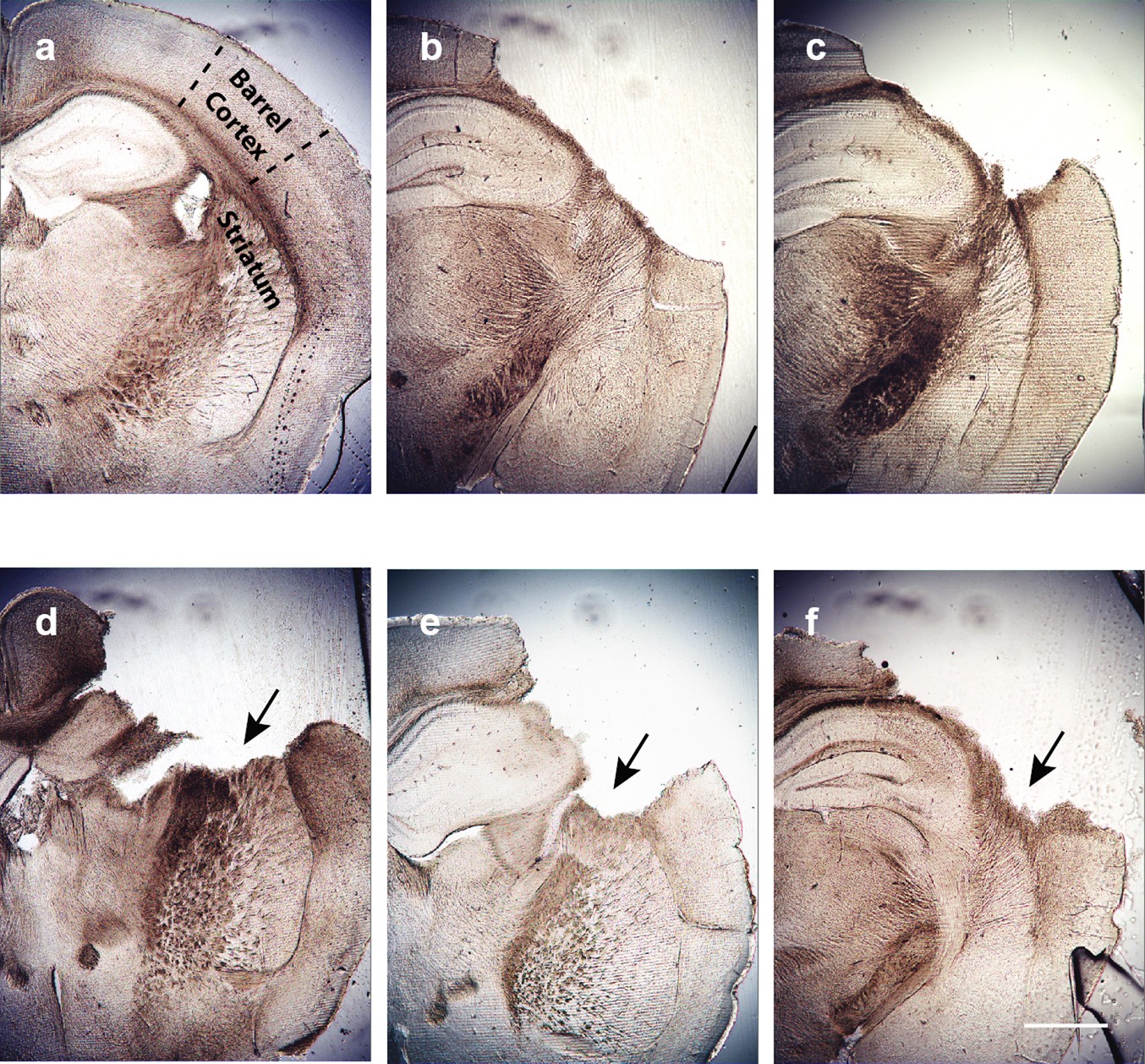 Extended Data Fig. 6