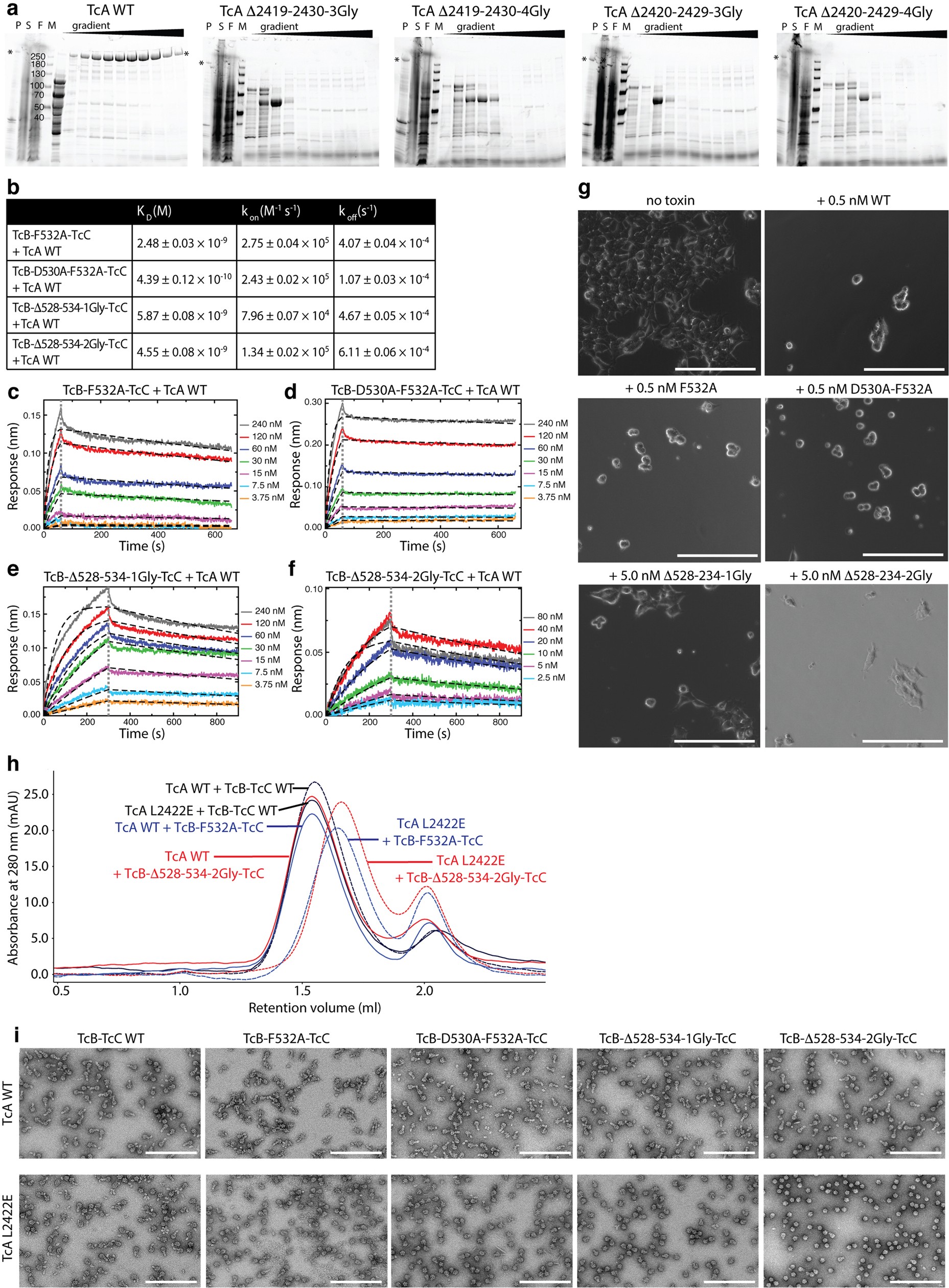 Extended Data Fig. 5: Analysis of TcA and TcB sensor-loop mutants.