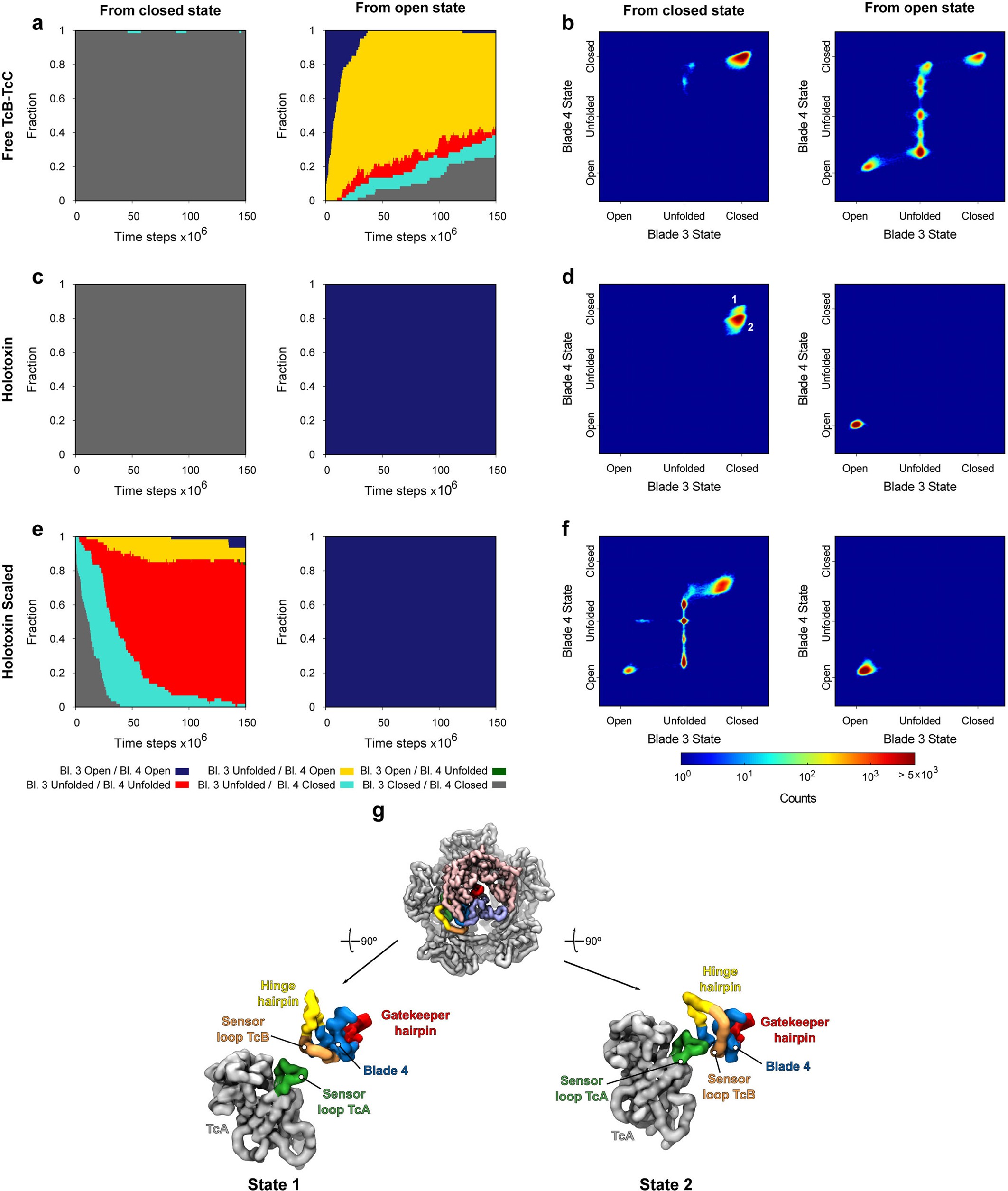 Extended Data Fig. 7: Conformational distribution observed in the structure-based molecular dynamics simulations.